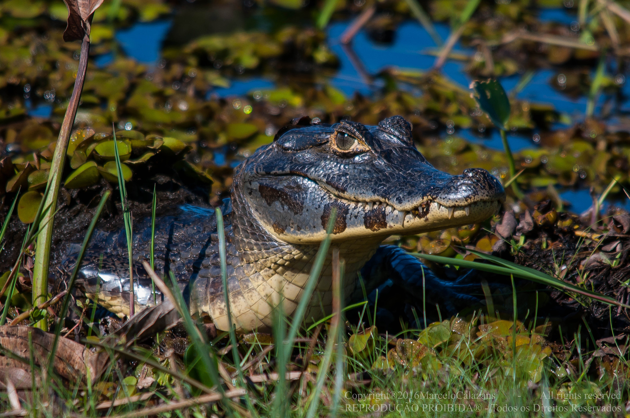 Sigma 150-500mm F5-6.3 DG OS HSM sample photo. Caiman photography