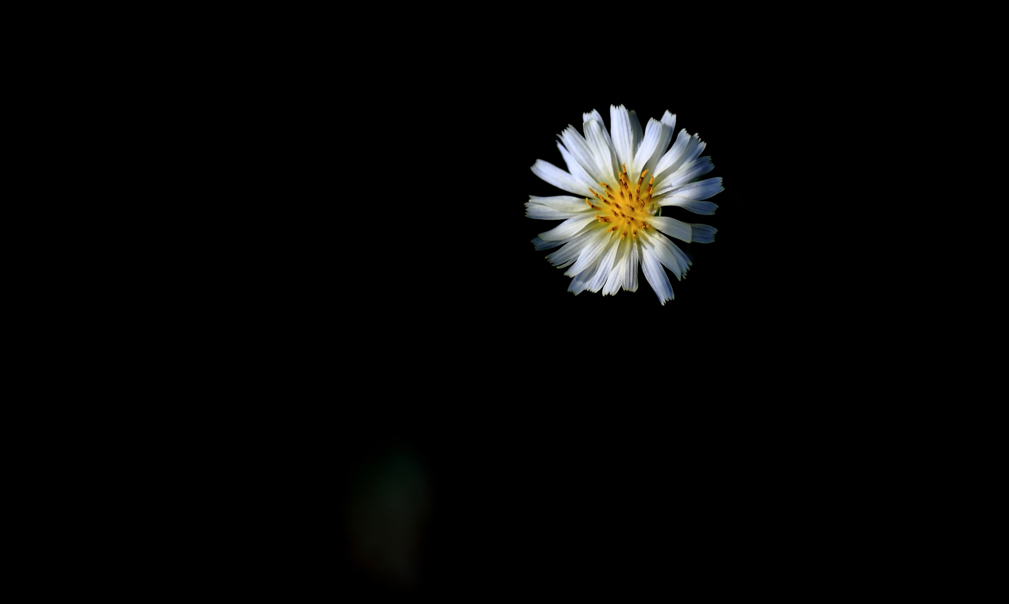 Canon EF 135mm F2L USM sample photo. Hope photography