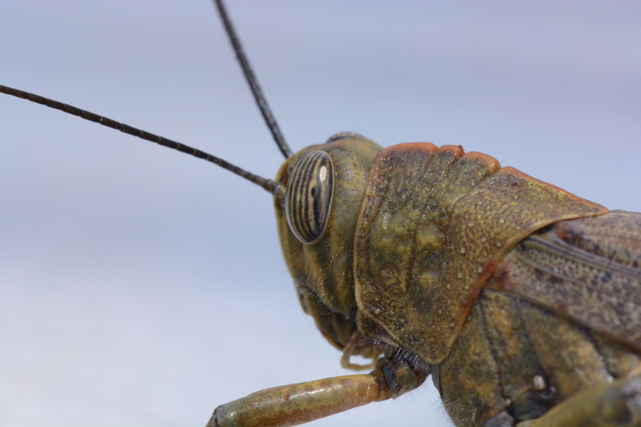 Nikon AF-S Micro-Nikkor 105mm F2.8G IF-ED VR sample photo. Grasshopper photography
