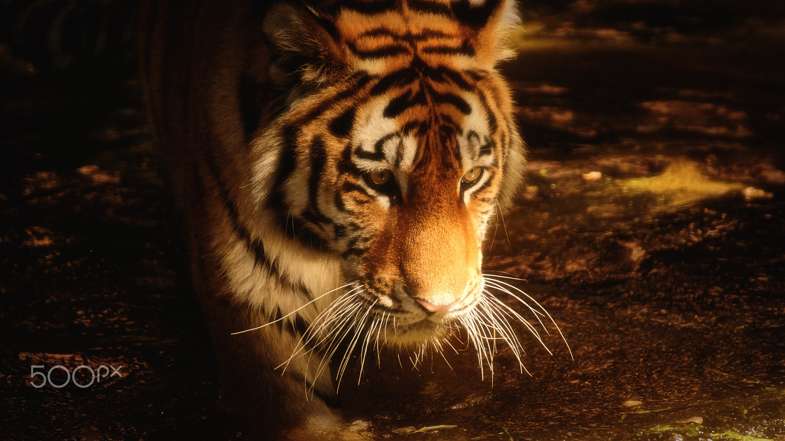 Tamron SP 70-300mm F4-5.6 Di USD sample photo. .....tiger..... photography