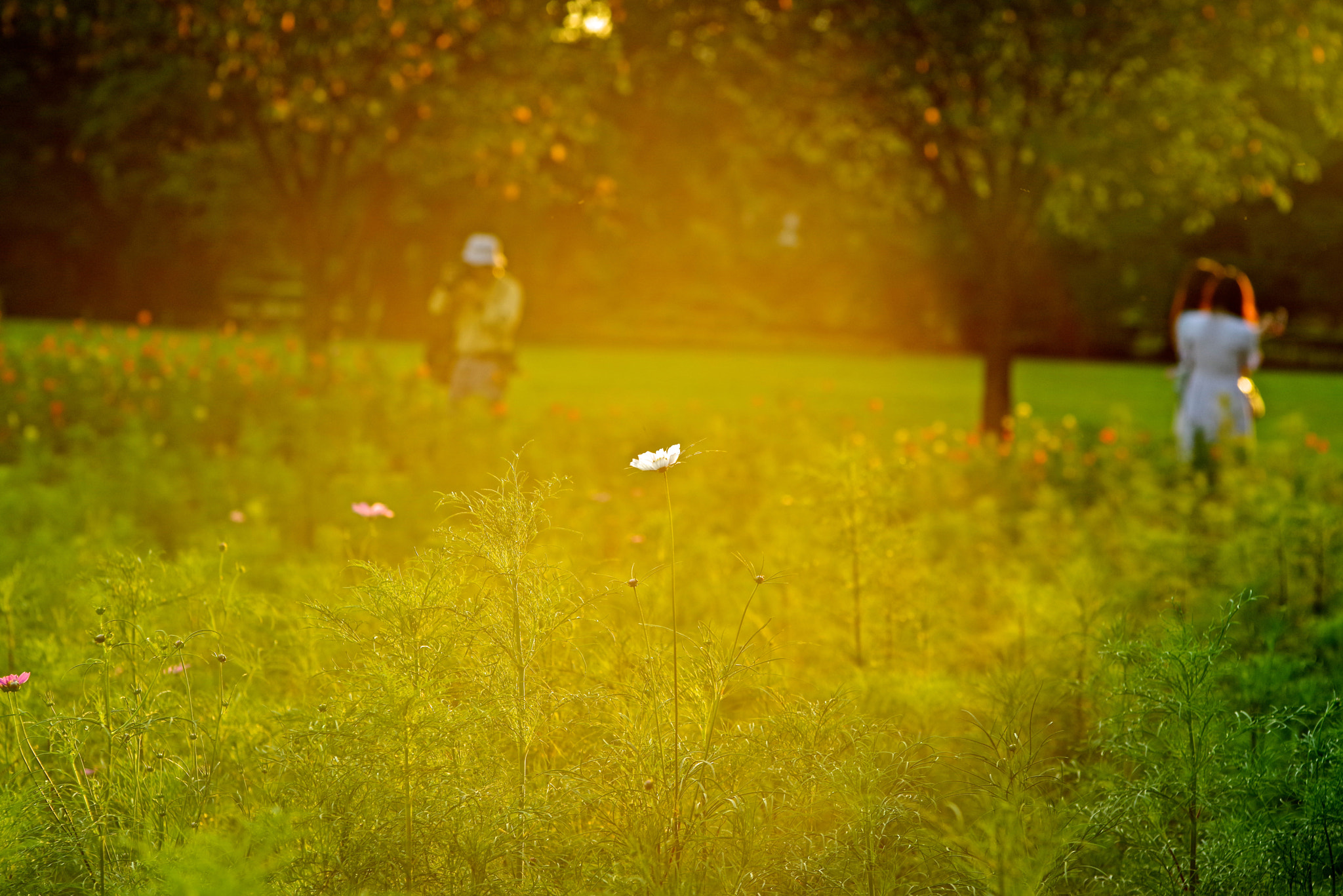 Pentax K-1 + Sigma sample photo. Back light photography