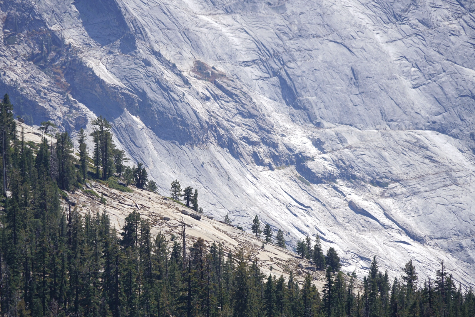 Sony FE 24-240mm F3.5-6.3 OSS sample photo. Mountain and trees of yosemite photography