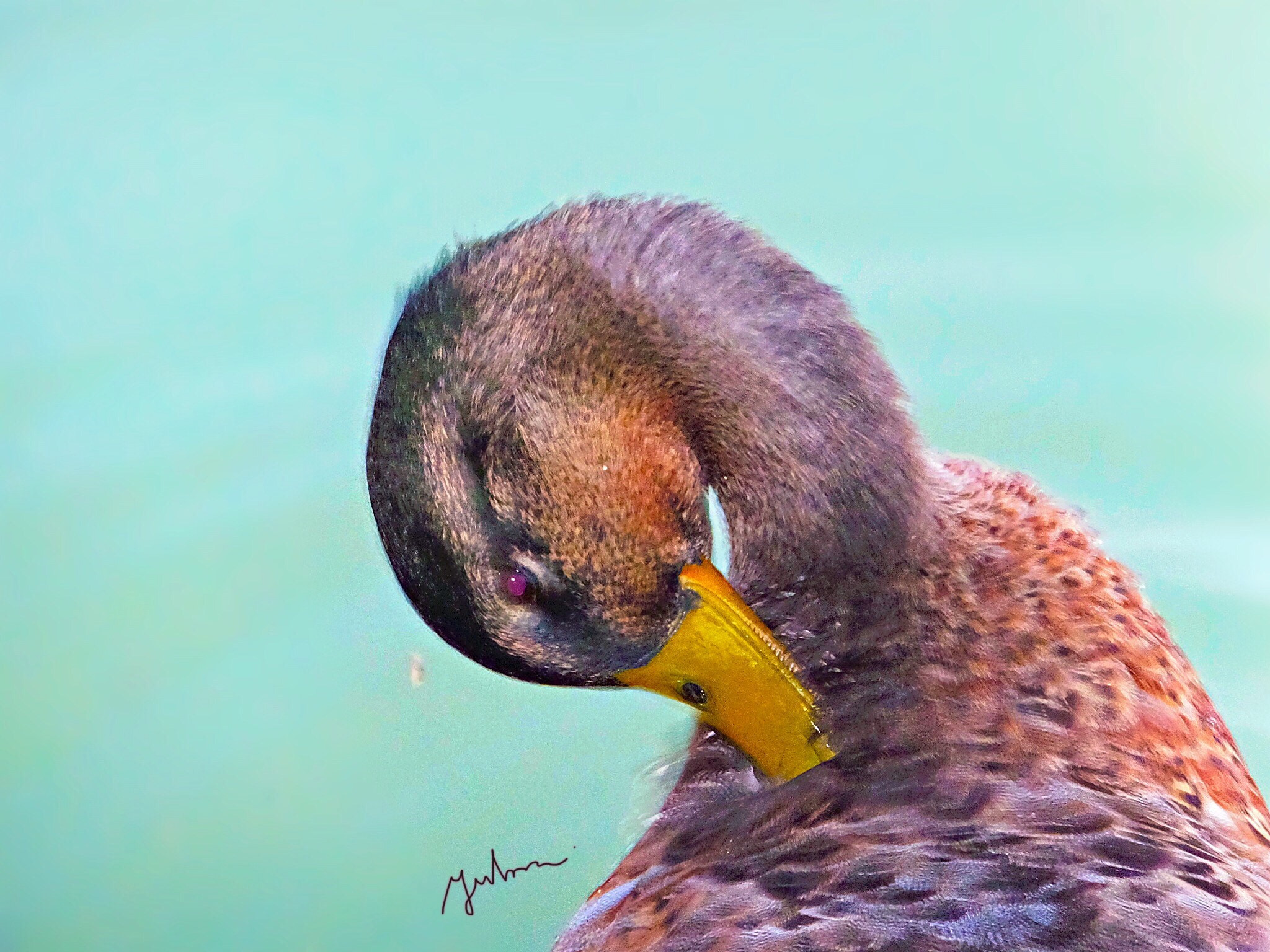 Fujifilm FinePix F900EXR sample photo. The wild duck photography