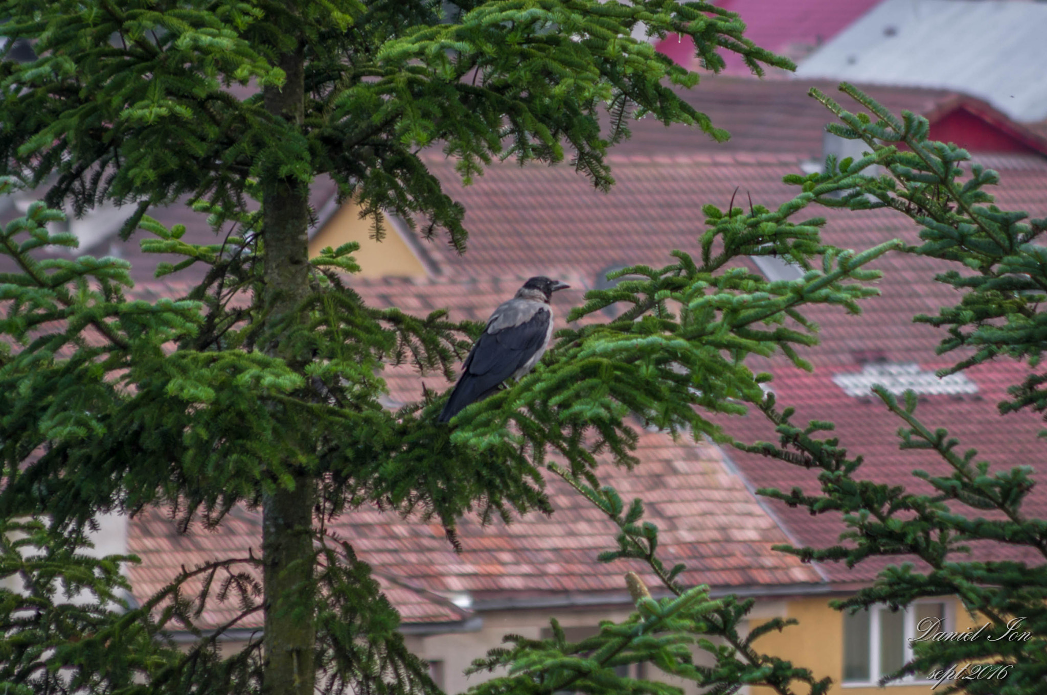 Pentax K-x + smc PENTAX-FA 70-200mm F4-5.6 sample photo. Corvus corone cornix photography