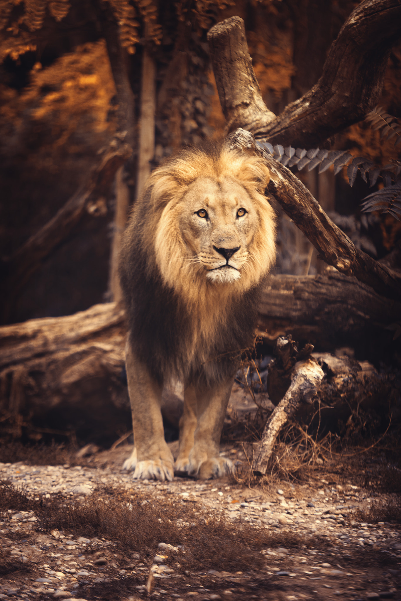 Sigma 70-200mm F2.8 EX DG Macro HSM II sample photo. Proud lion photography
