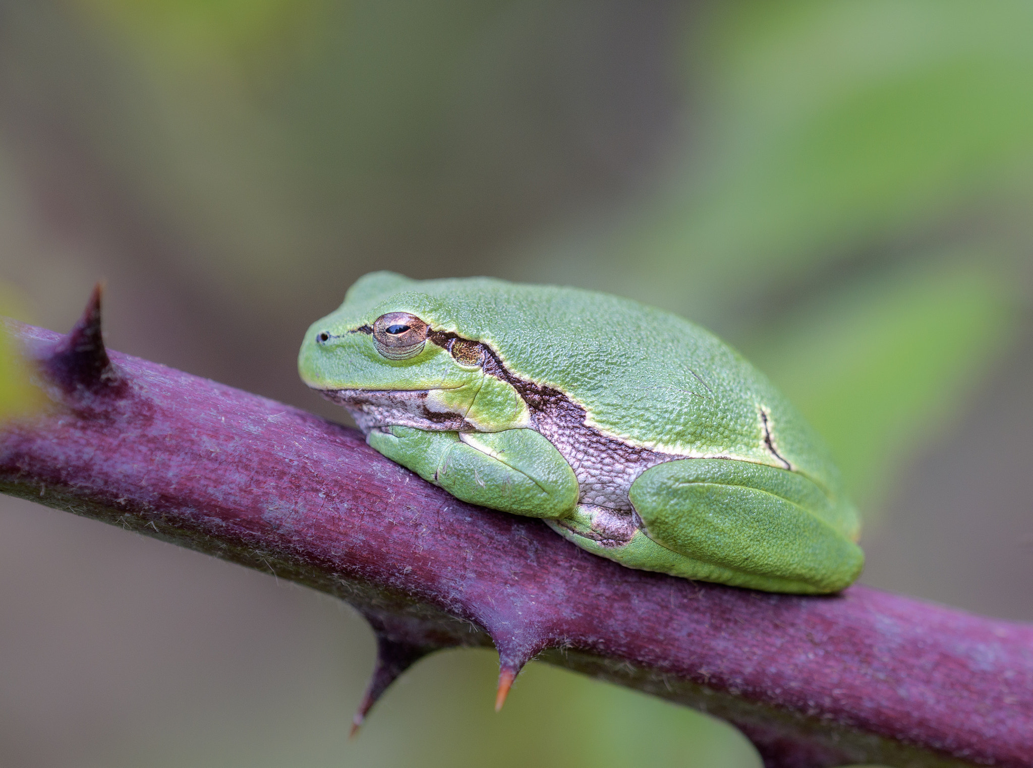 Sigma 150mm F2.8 EX DG OS Macro HSM sample photo. Hyla arborea photography