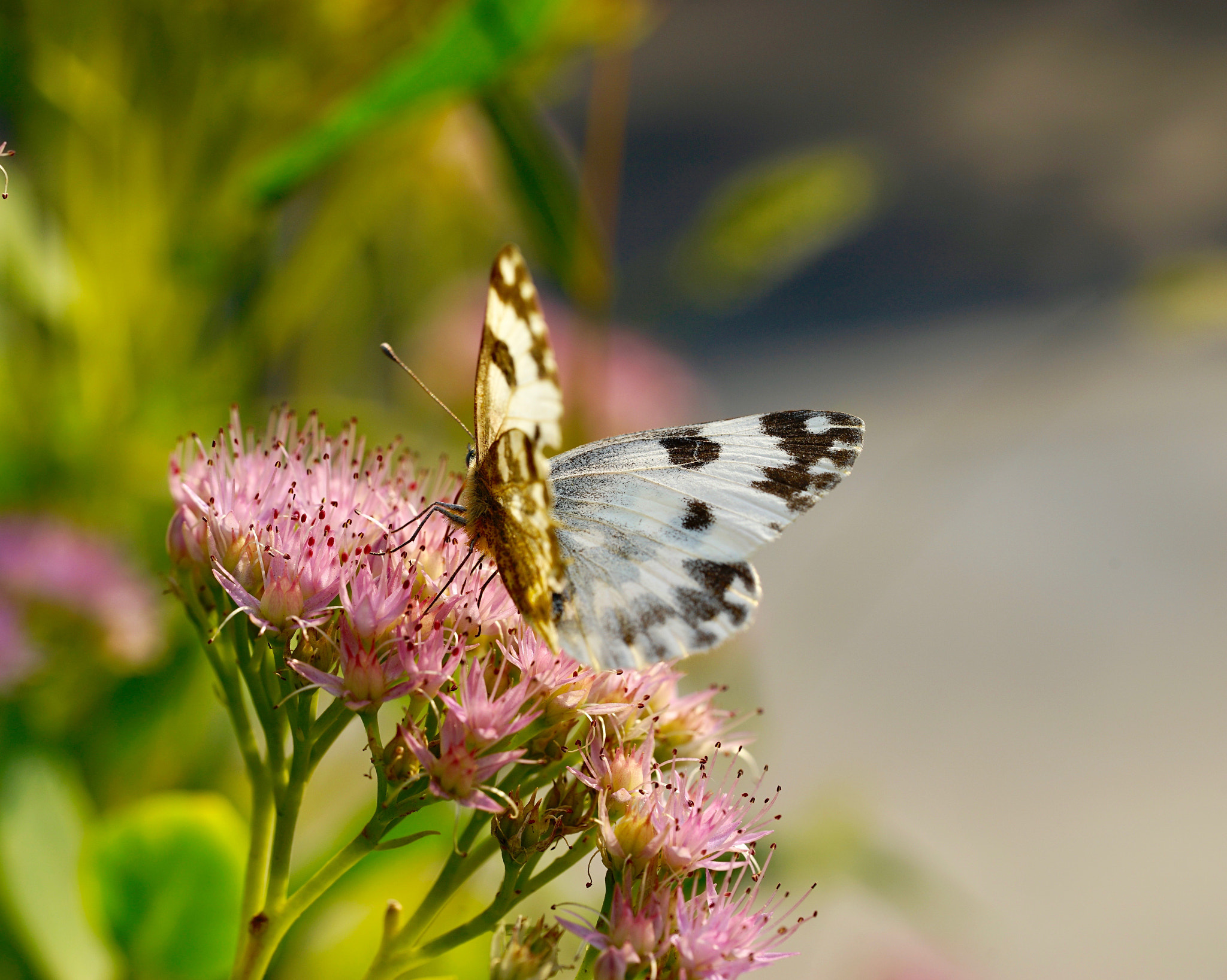 Sony a7 II + Sony FE 90mm F2.8 Macro G OSS sample photo. 展翅不飛 photography