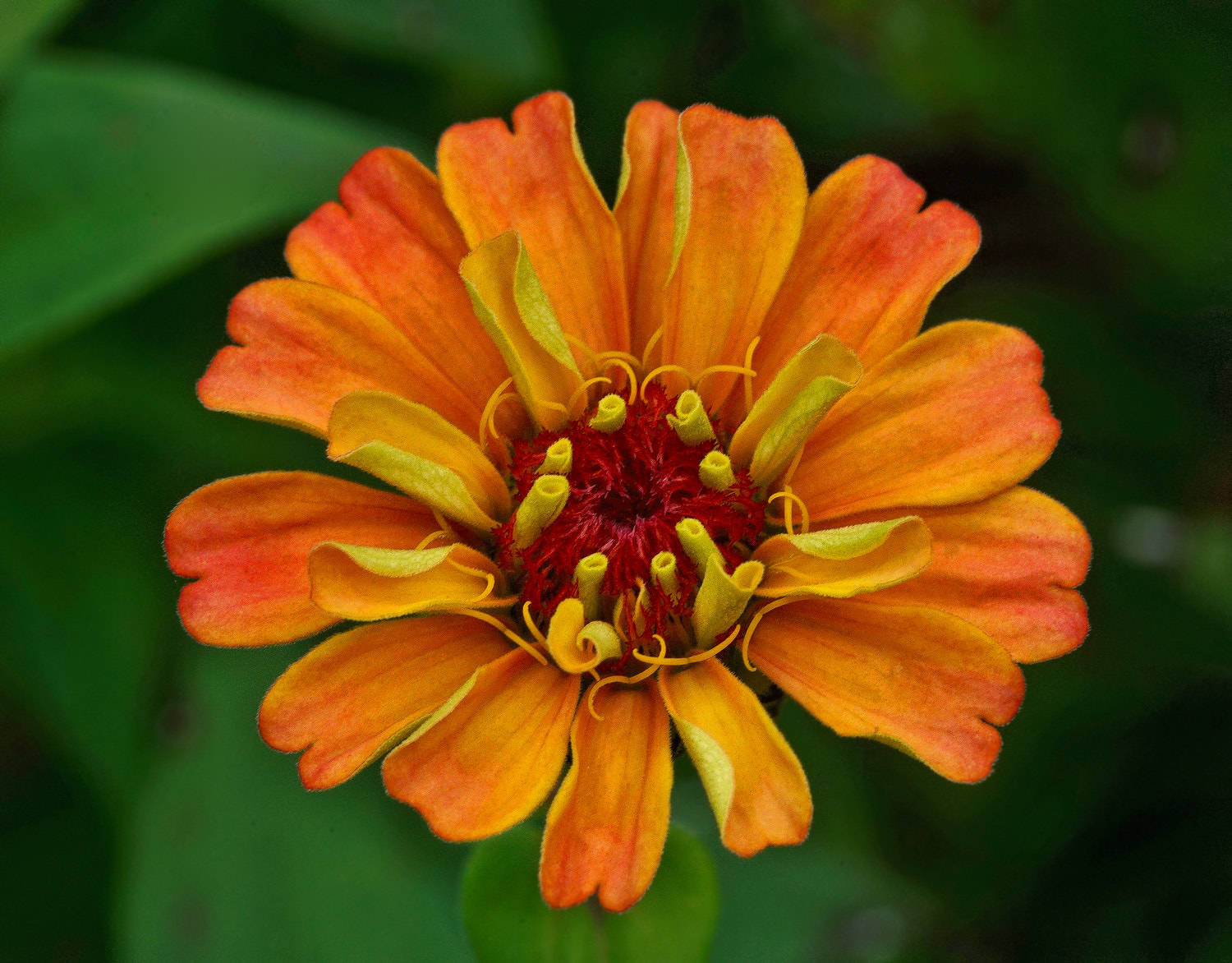 100mm F2.8 SSM sample photo. Fall zinnia photography