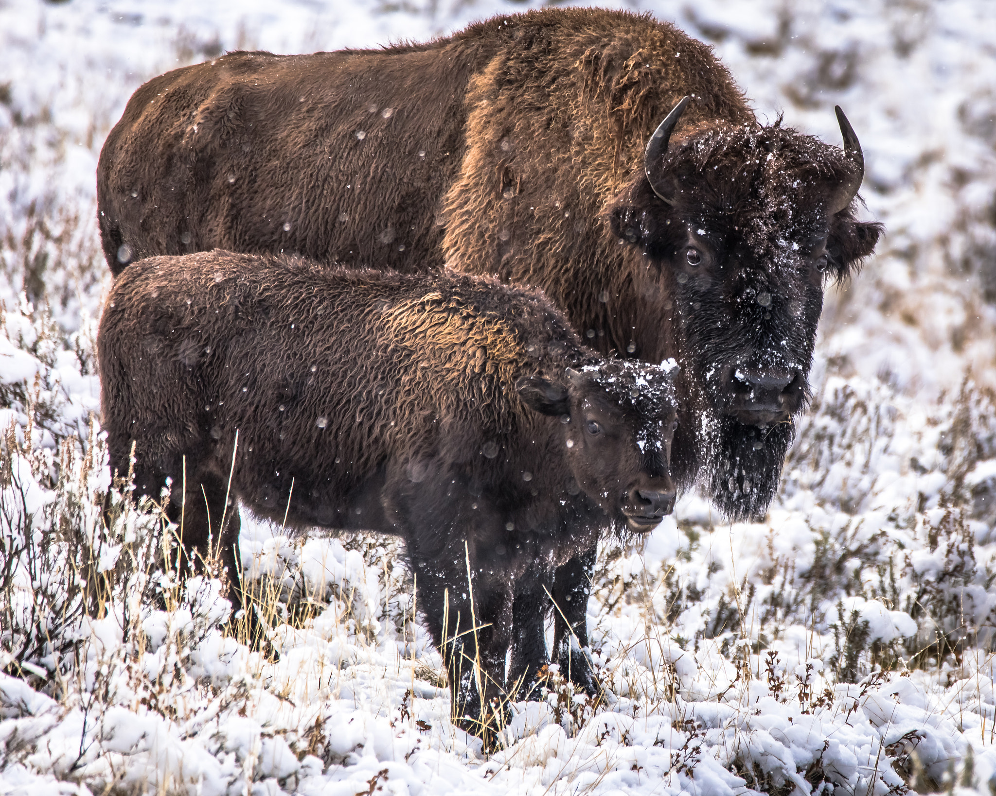 150-600mm F5-6.3 DG OS HSM | Contemporary 015 sample photo. Yellowstone national park oct 2016 photography