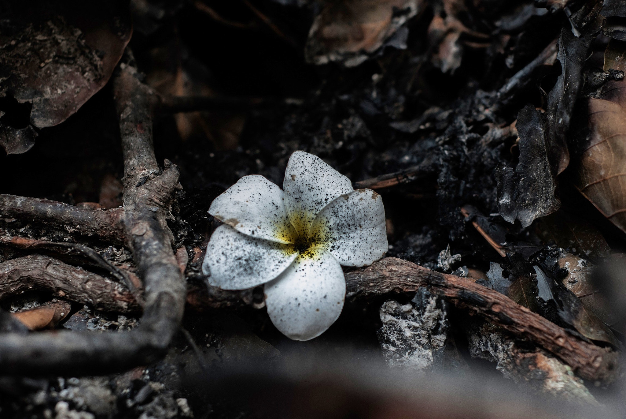 Nikon D60 + Nikon AF Nikkor 50mm F1.8D sample photo. A flower in a burned patch of grass and wood photography
