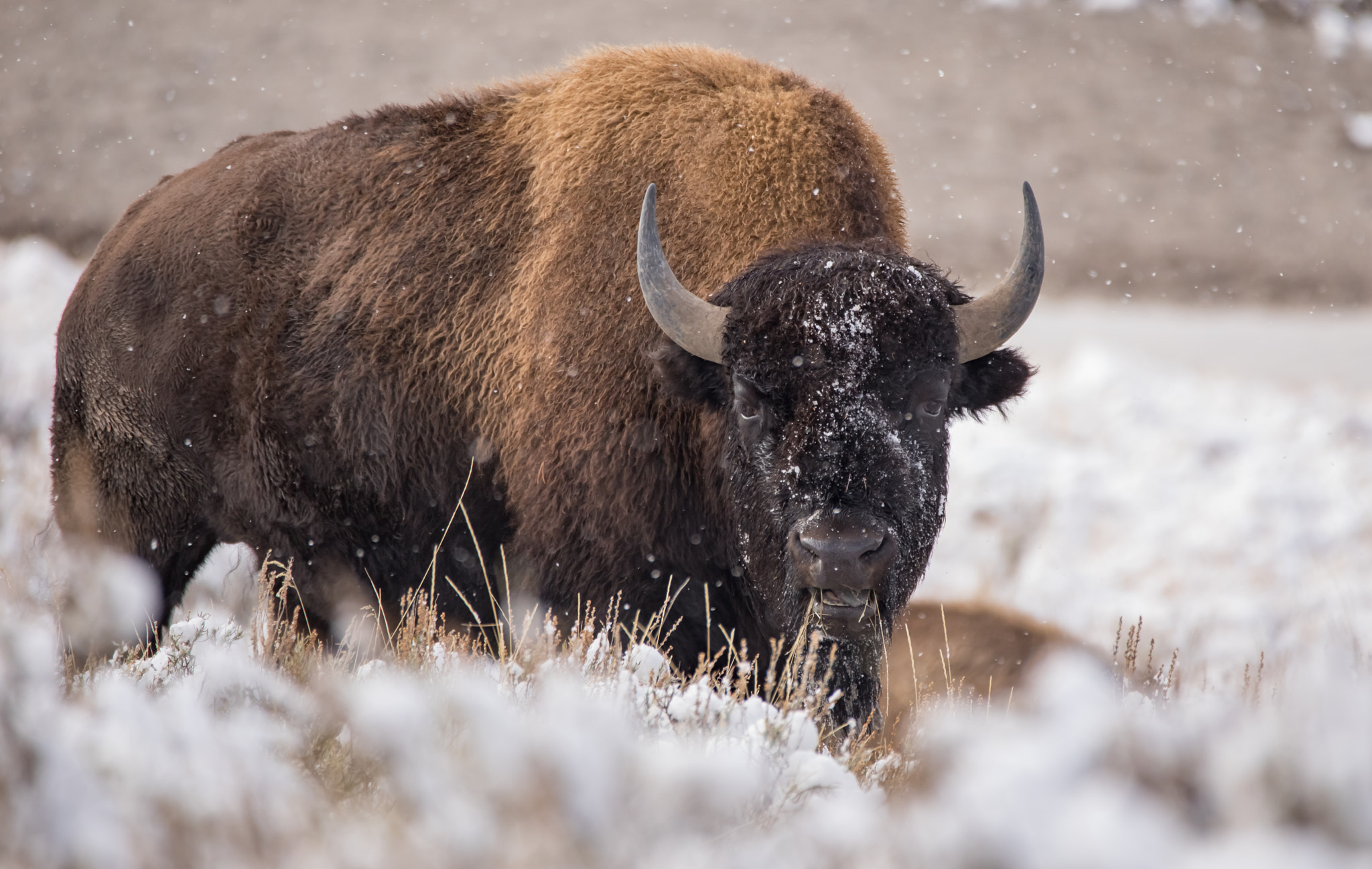 150-600mm F5-6.3 DG OS HSM | Contemporary 015 sample photo. Yellowstone national park oct 2016 photography