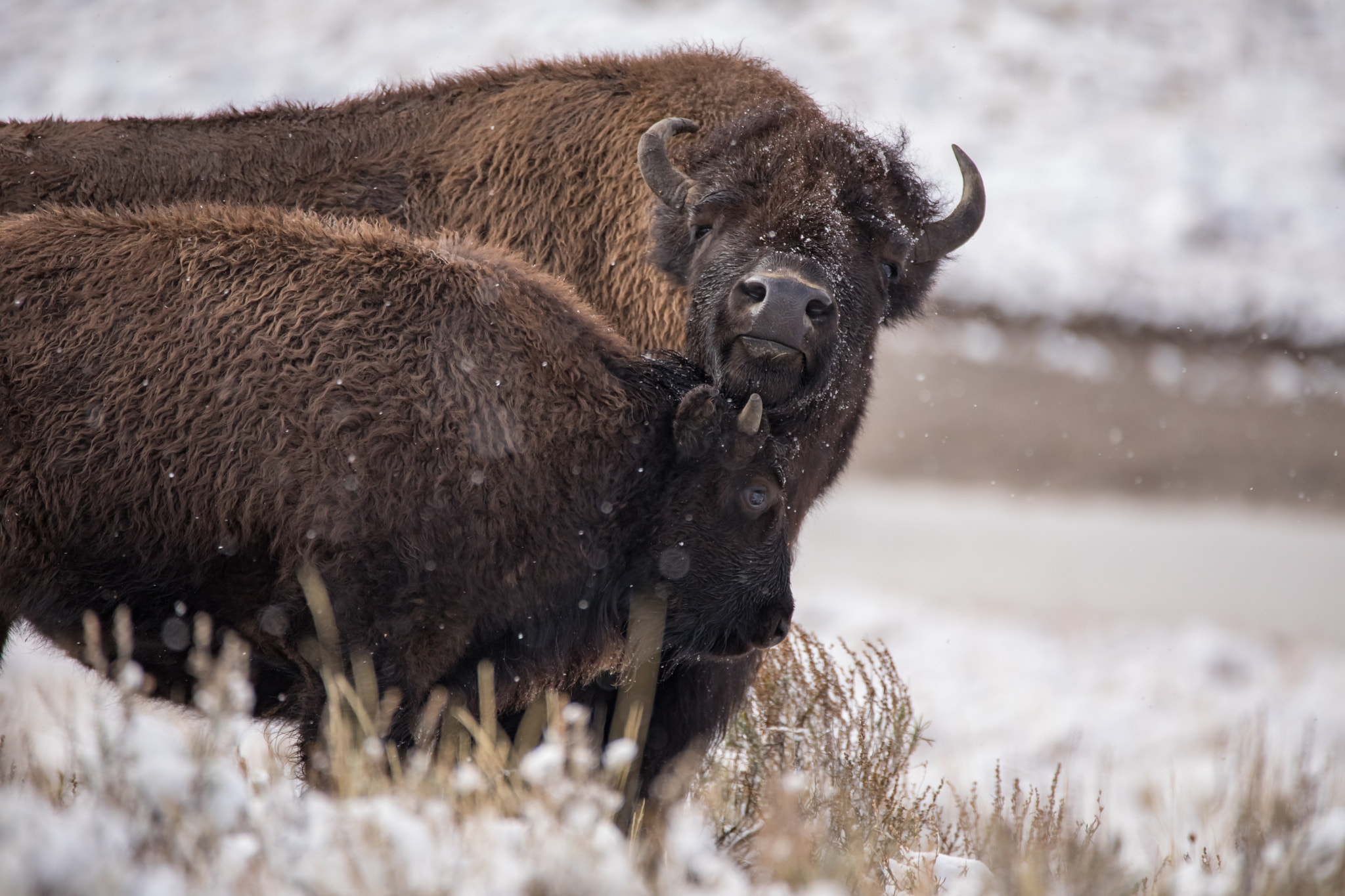 150-600mm F5-6.3 DG OS HSM | Contemporary 015 sample photo. Yellowstone national park oct 2016 photography