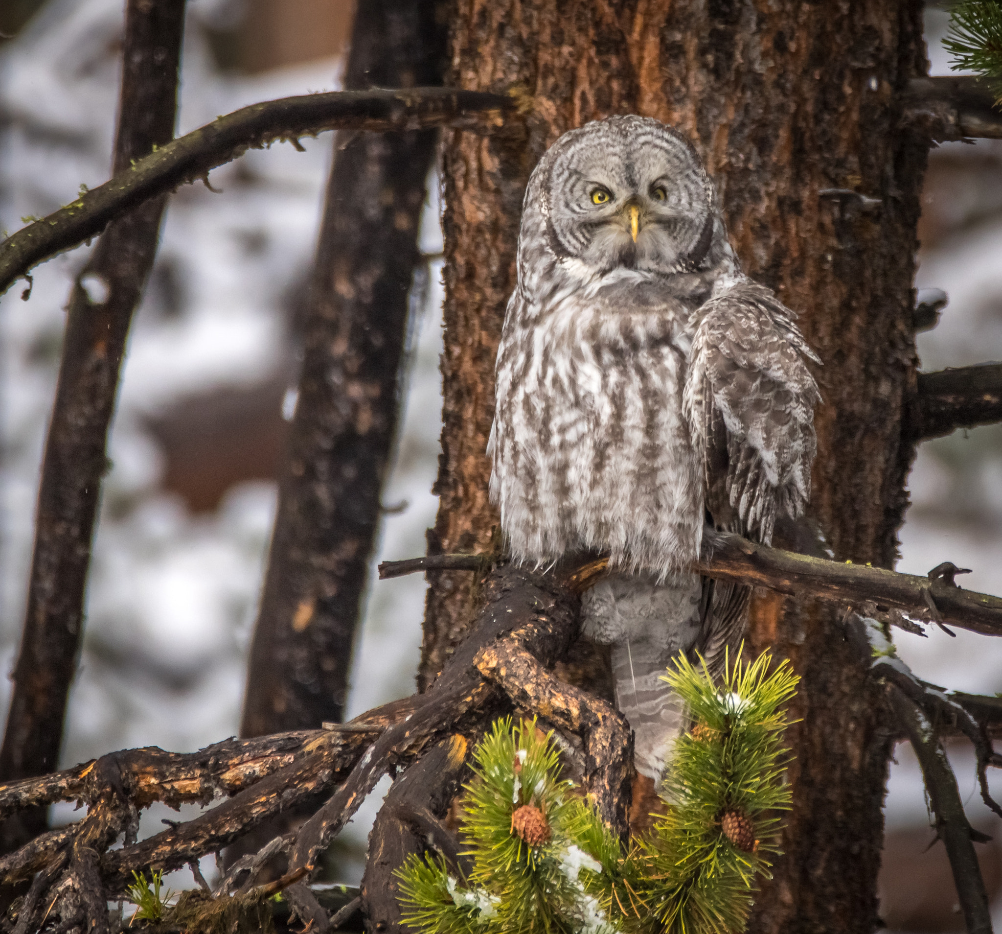 150-600mm F5-6.3 DG OS HSM | Contemporary 015 sample photo. Yellowstone national park oct 2016 photography