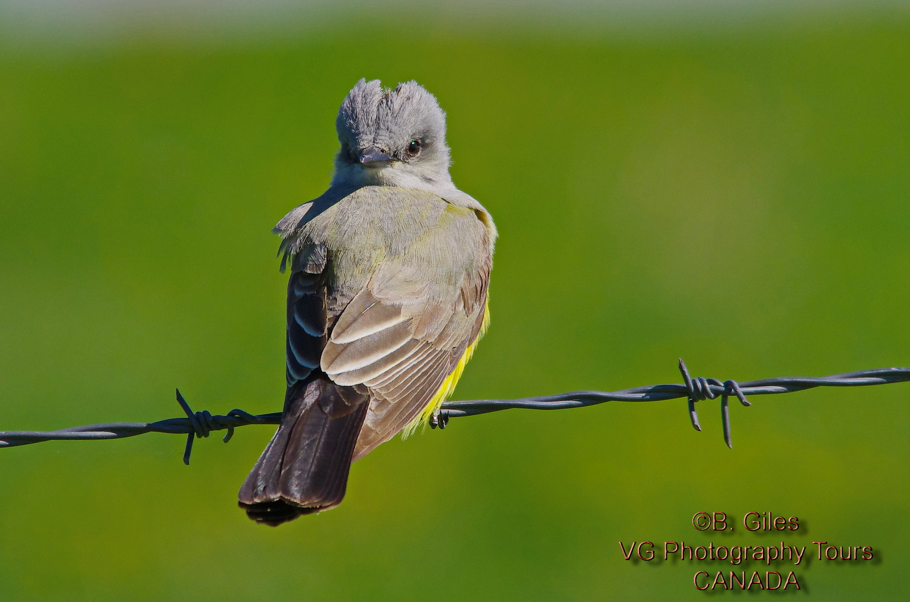 Sigma 150-500mm F5-6.3 DG OS HSM sample photo. The look! photography