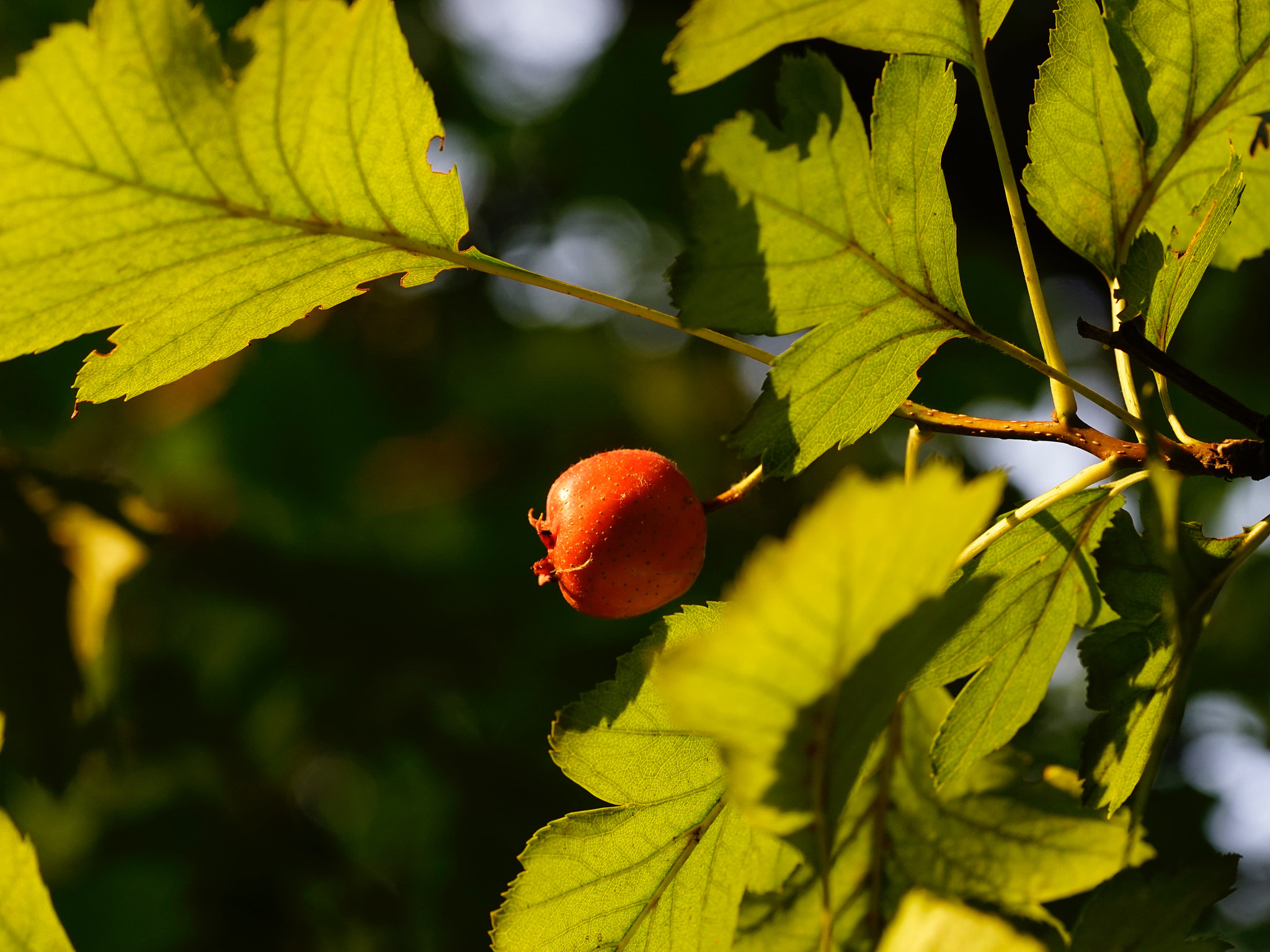Sony a7 II + Sony FE 90mm F2.8 Macro G OSS sample photo. 越曬越紅 photography