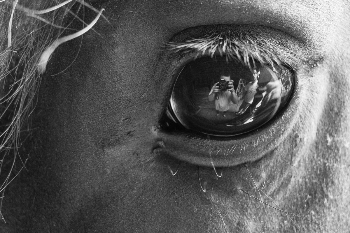 Canon EF-S 24mm F2.8 STM sample photo. Horse and keeper photography