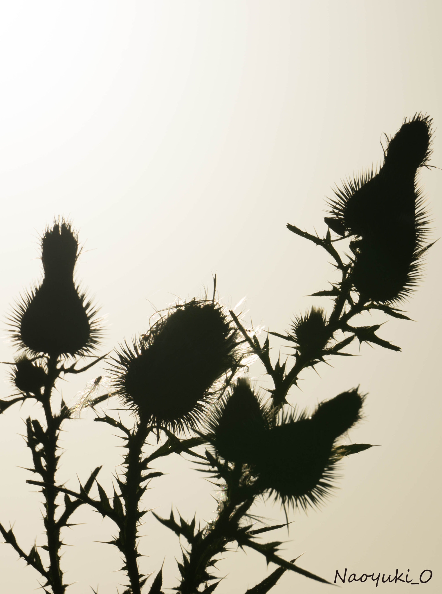 Sony a5100 sample photo. Silhouette moe photography