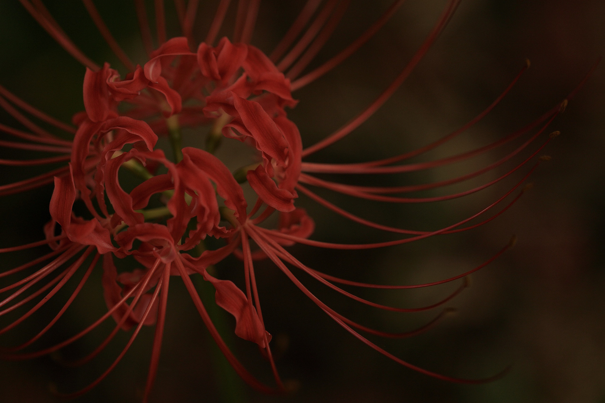 Canon EF 100mm F2.8L Macro IS USM sample photo. Lycoris photography