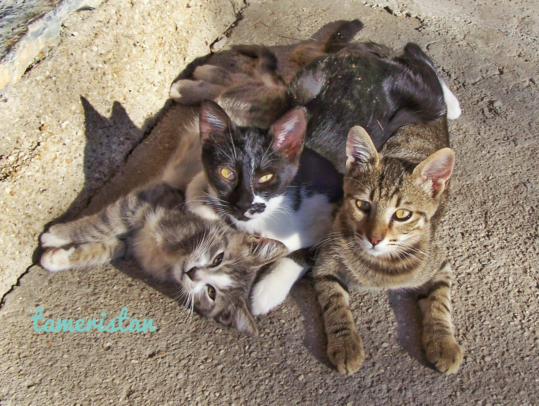 Kodak EASYSHARE Z710 ZOOM DIGITAL CAMERA sample photo. The cat family.  photography