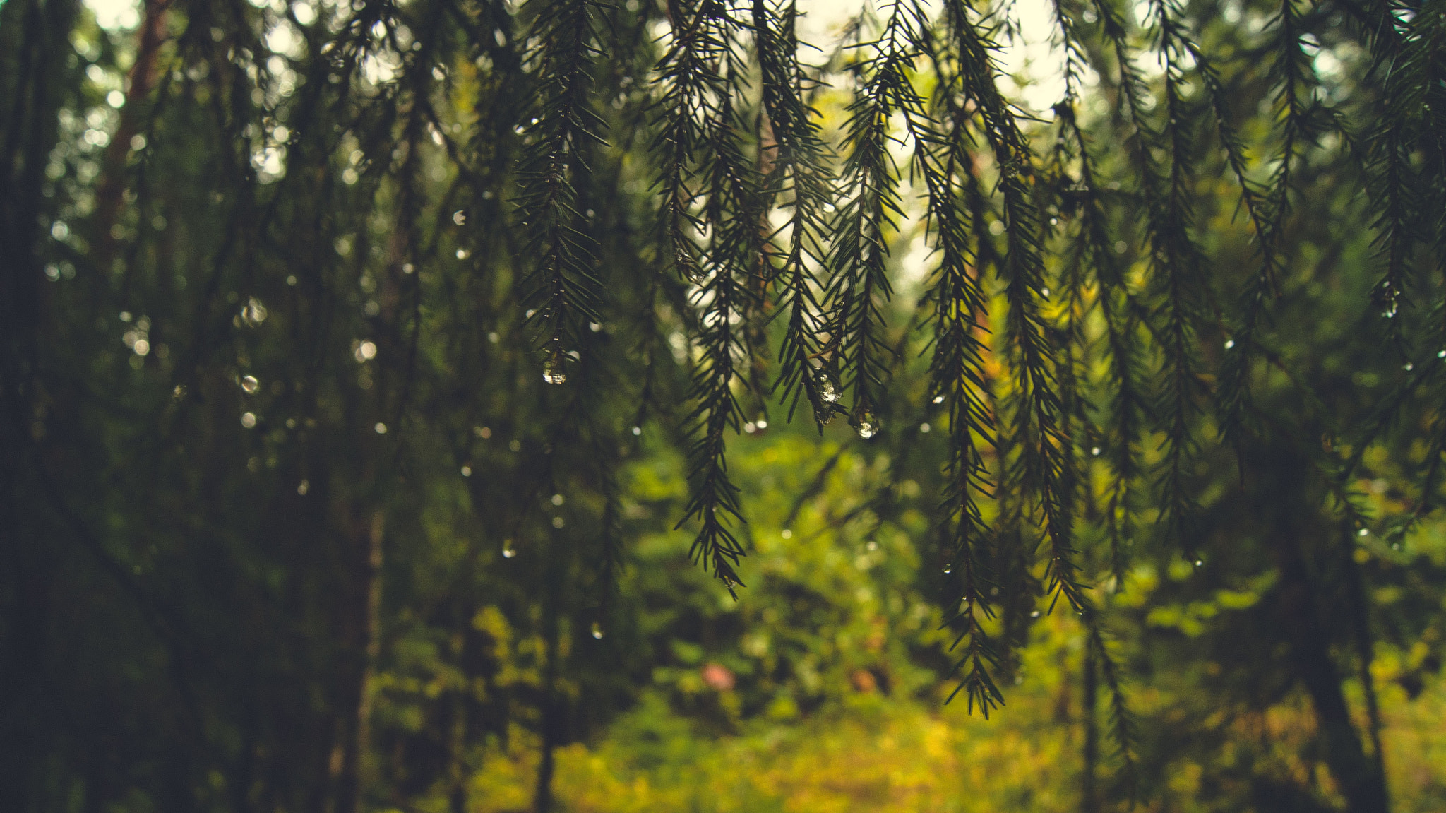 Sony Alpha DSLR-A330 + Sony DT 18-55mm F3.5-5.6 SAM sample photo. Tears on the branches photography