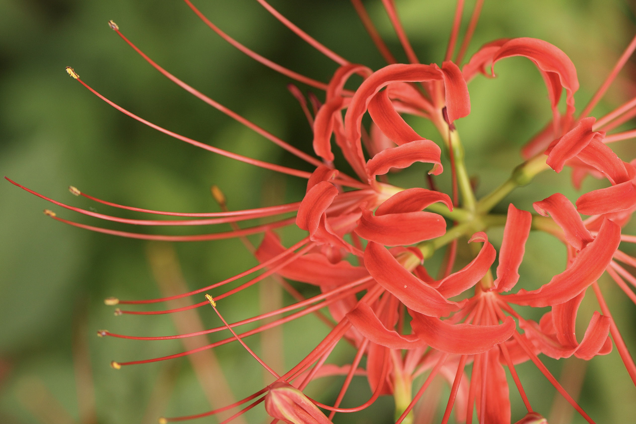 Canon EF 100mm F2.8L Macro IS USM sample photo. Lycoris photography