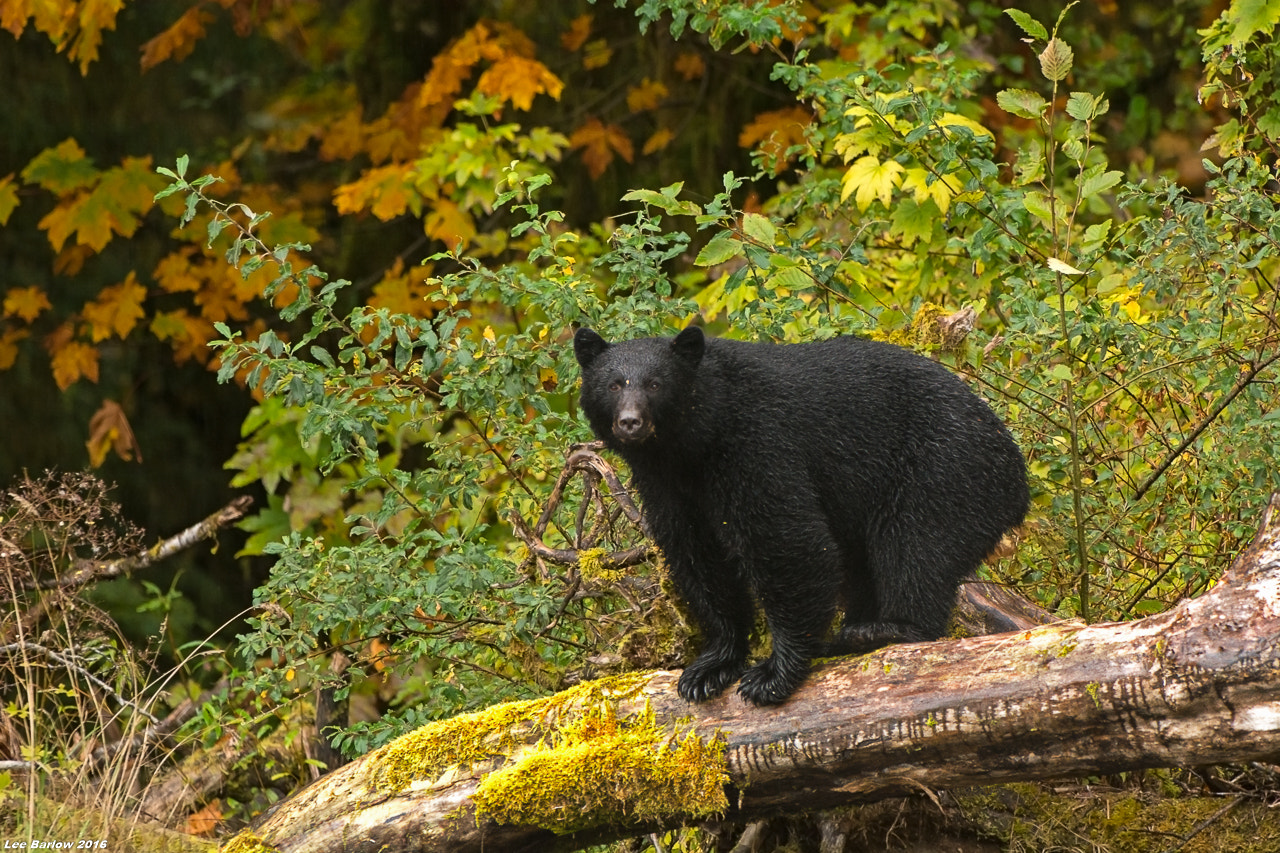 Nikon D7100 + Nikon AF-S Nikkor 200-400mm F4G ED-IF VR sample photo. Black bear photography