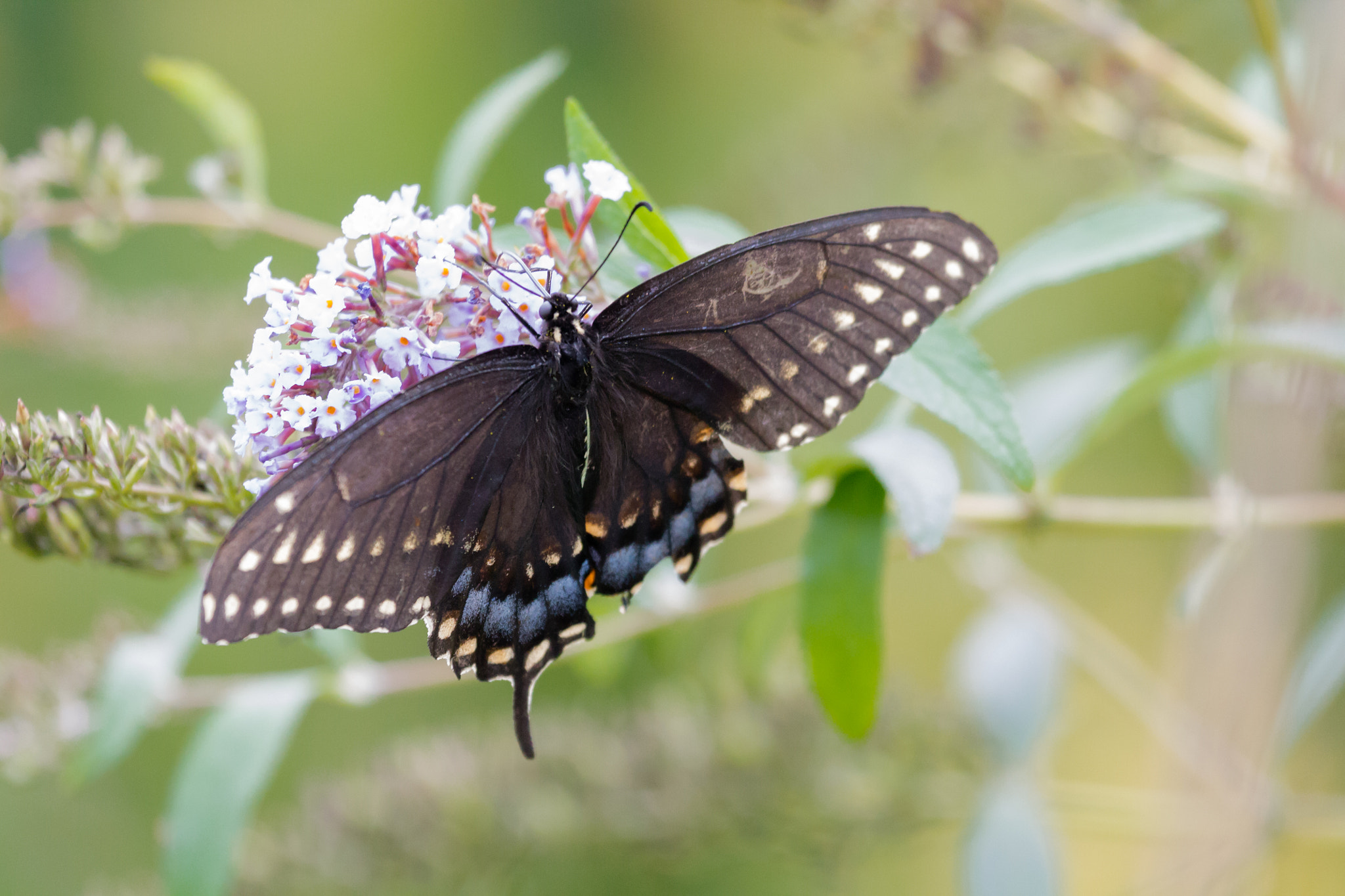 Canon EF 100-400mm F4.5-5.6L IS USM sample photo. Eastern tiger swallowtail photography