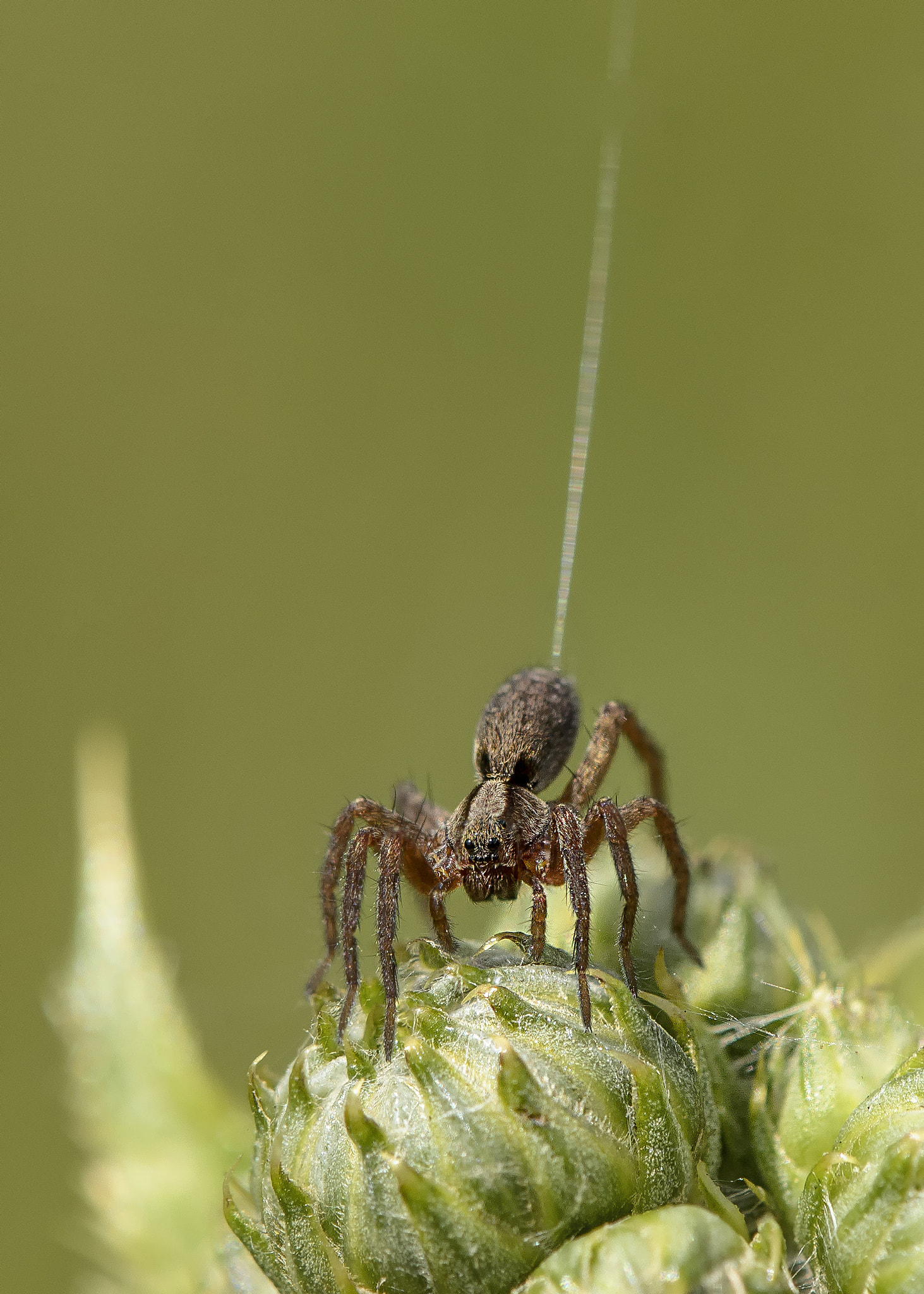 Nikon AF-S DX Micro-Nikkor 85mm F3.5G ED VR sample photo. The web slinger photography