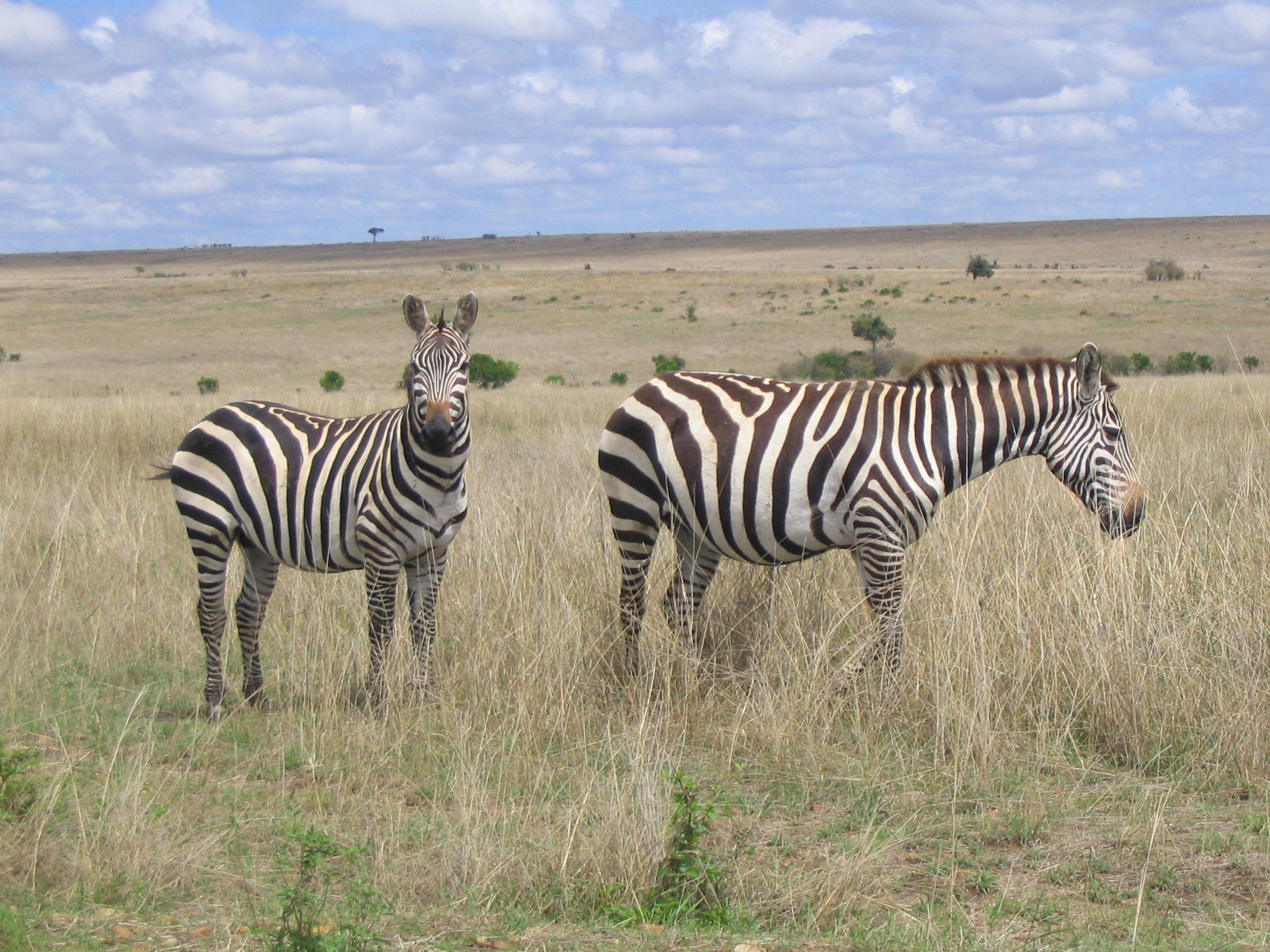 Canon POWERSHOT A70 sample photo. Maasai mara zebra photography