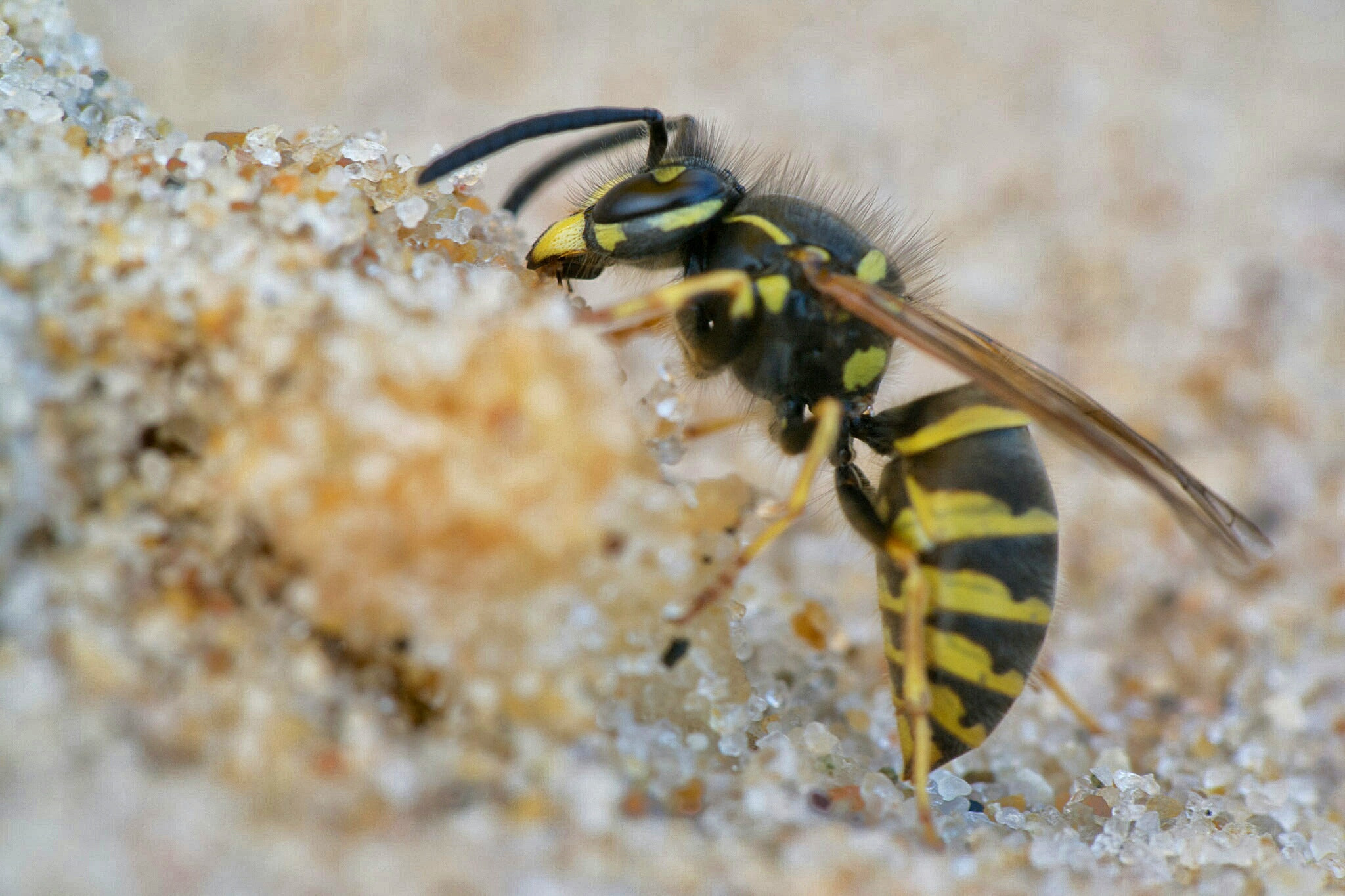 Samsung NX300 + Samsung NX 60mm F2.8 Macro ED OIS SSA sample photo. Wasp photography