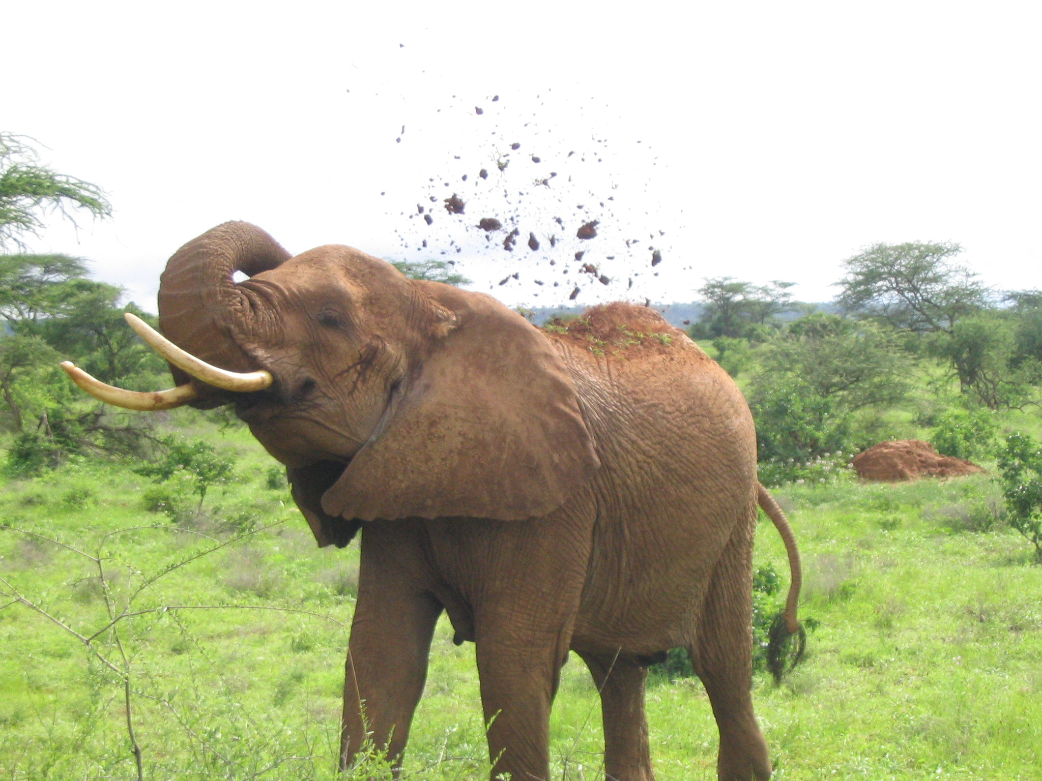 Canon POWERSHOT A70 sample photo. Samburu elephant photography