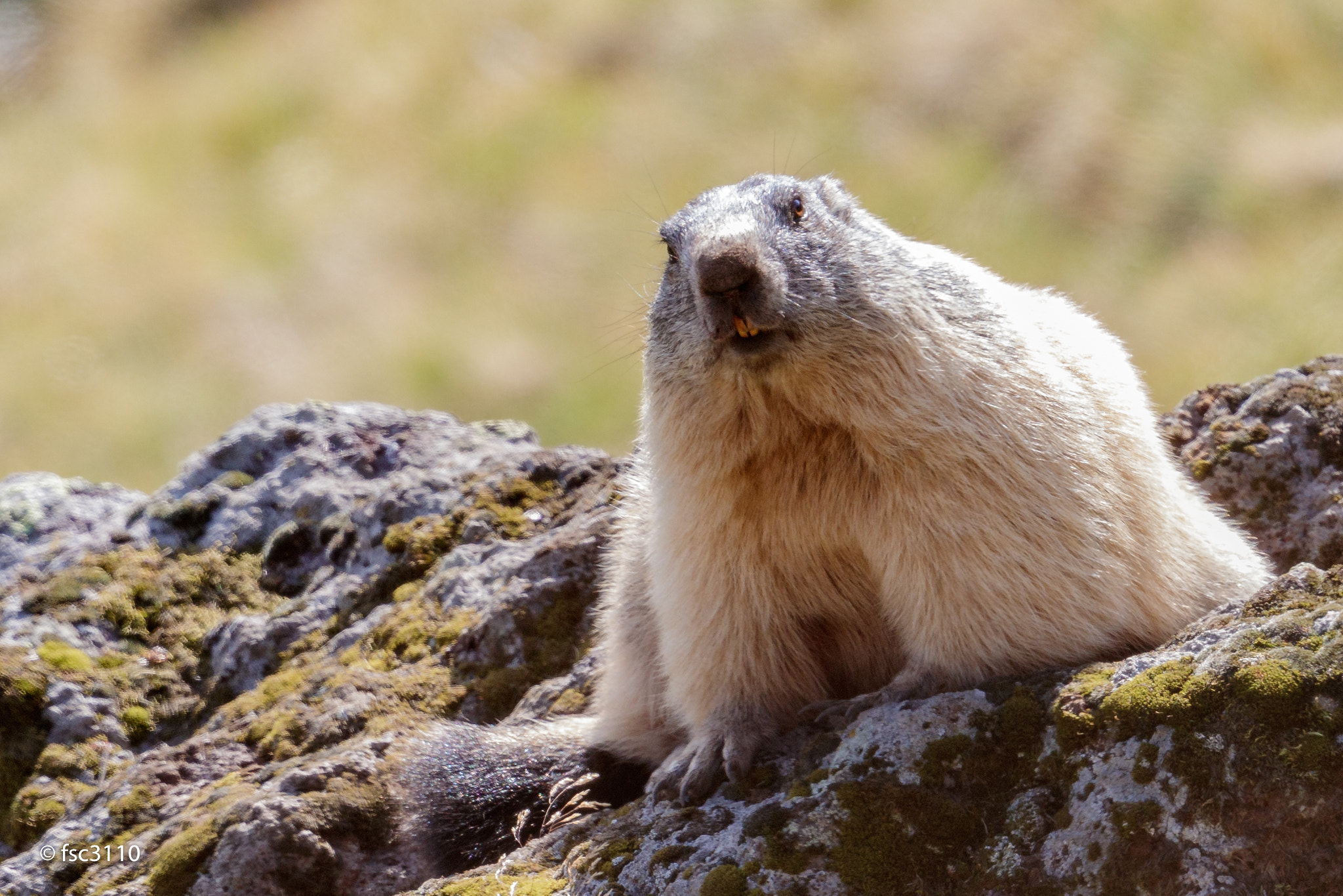Canon EF 500mm F4L IS II USM sample photo. Marmota photography