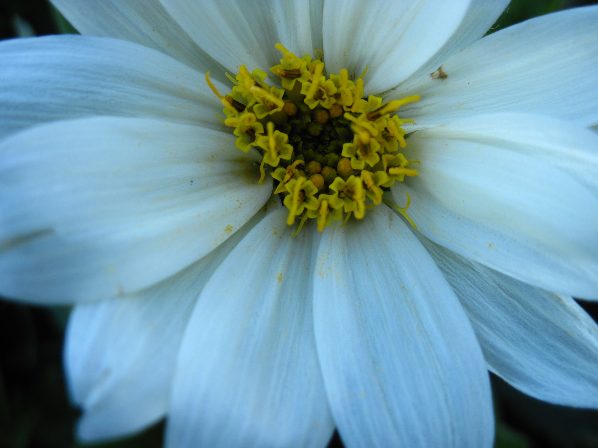 Canon PowerShot A1100 IS sample photo. White flower photography