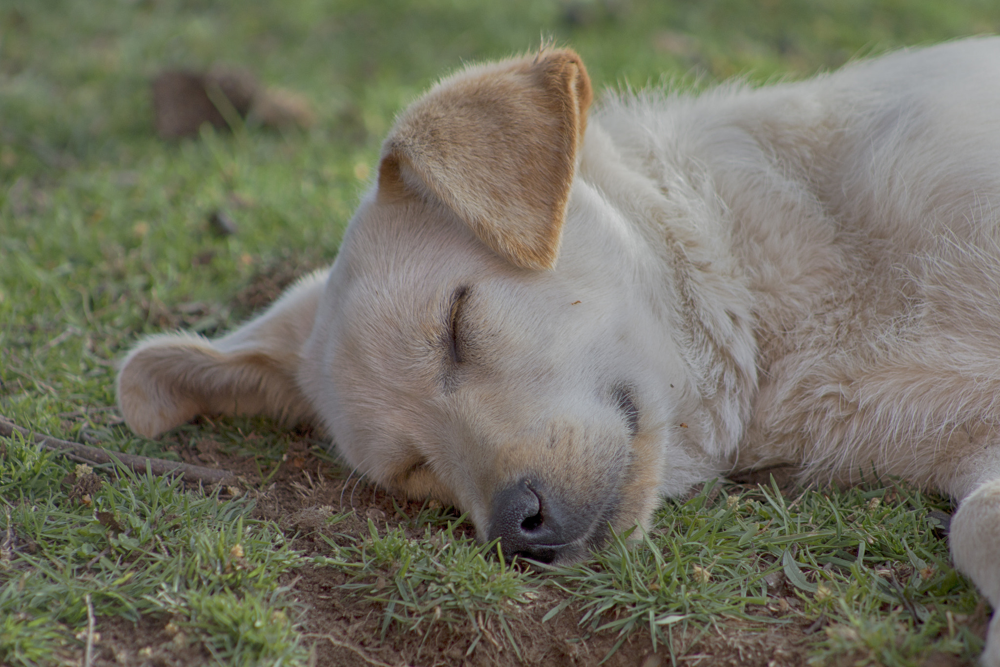 Canon EOS 650D (EOS Rebel T4i / EOS Kiss X6i) + EF75-300mm f/4-5.6 sample photo. Rex durmiendo photography