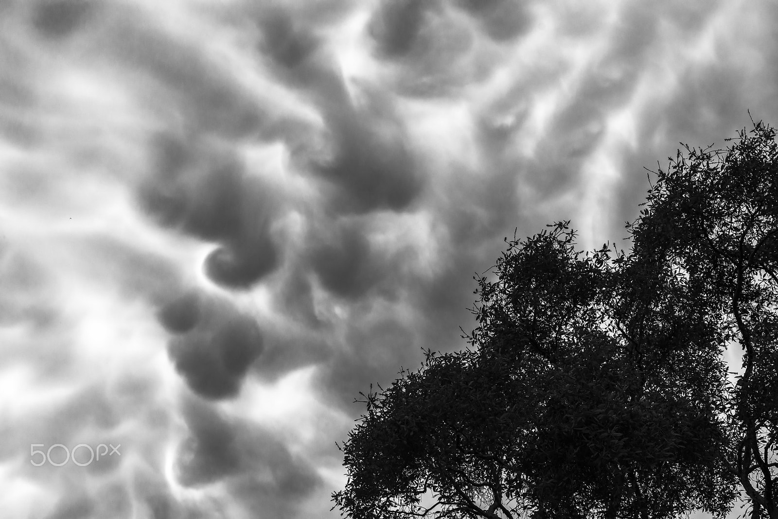 Nikon D600 sample photo. Clouds rolling over trees photography