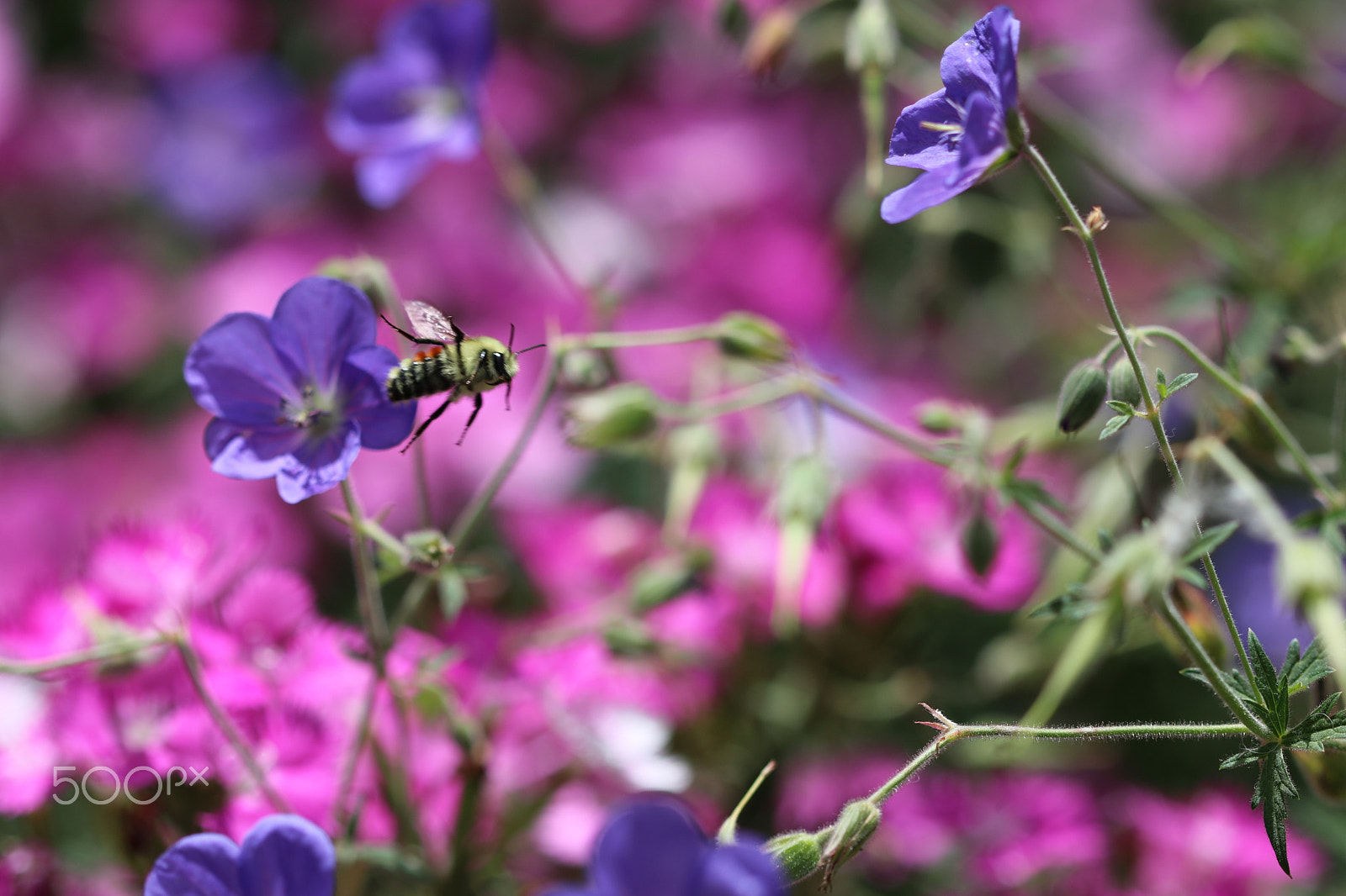 Canon EF 100mm F2.8 Macro USM sample photo. Buzz 2916 photography
