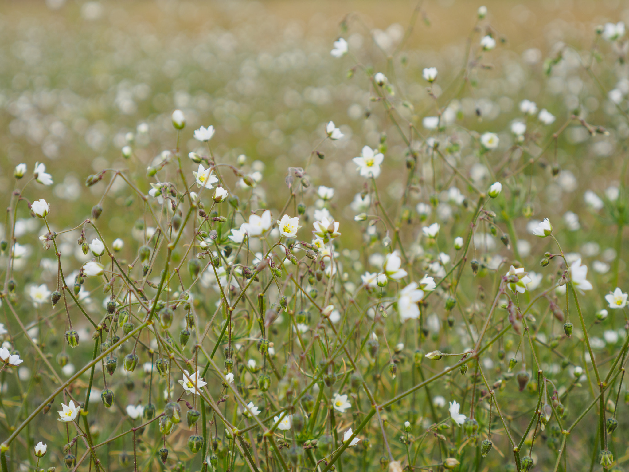 LUMIX G VARIO 14-42/F3.5-5.6 II sample photo. Wild october flowers photography