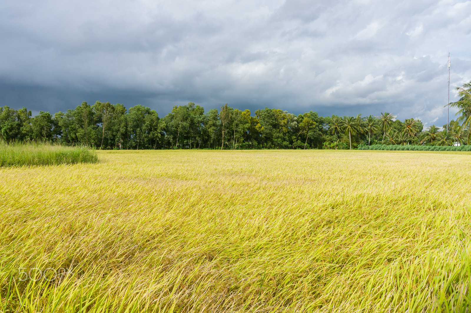 Pentax K-3 sample photo. Rice field photography