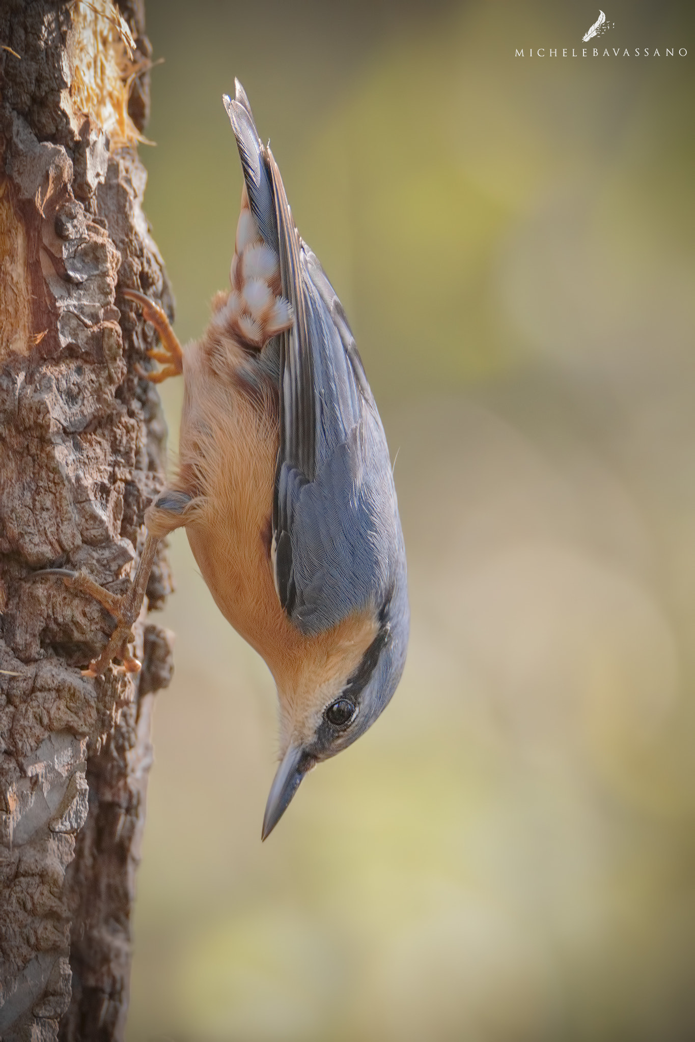 150-600mm F5-6.3 DG OS HSM | Sports 014 sample photo. Upside down photography