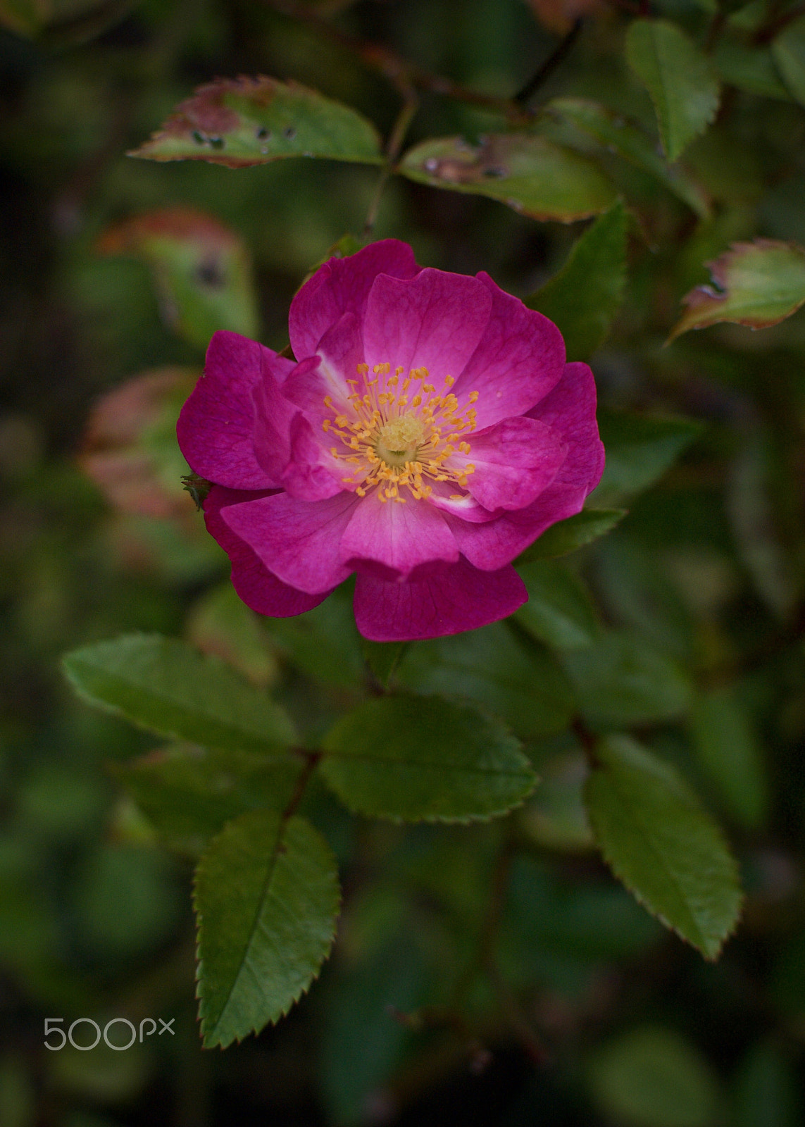 Nikon 1 J2 + Nikon 1 Nikkor 18.5mm F1.8 sample photo. Karuizawa rose photography