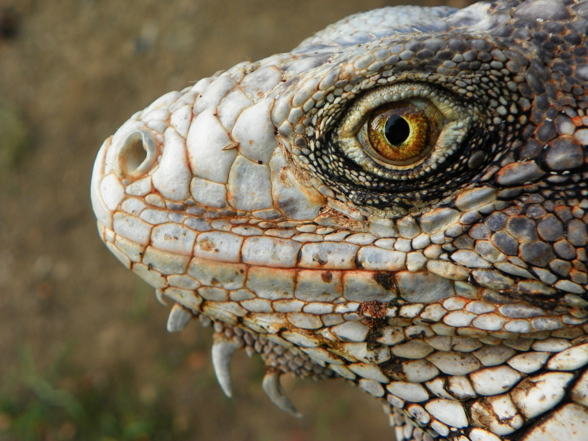 Kodak EasyShare Z981 sample photo. Iguana iguana photography