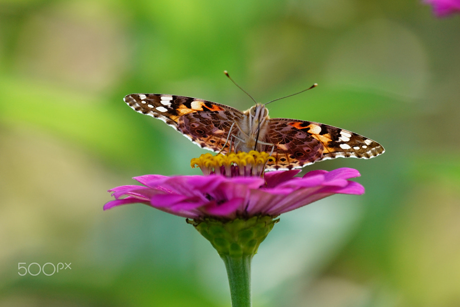 Sony 70-300mm F4.5-5.6 G SSM sample photo. Butterfly #5 photography