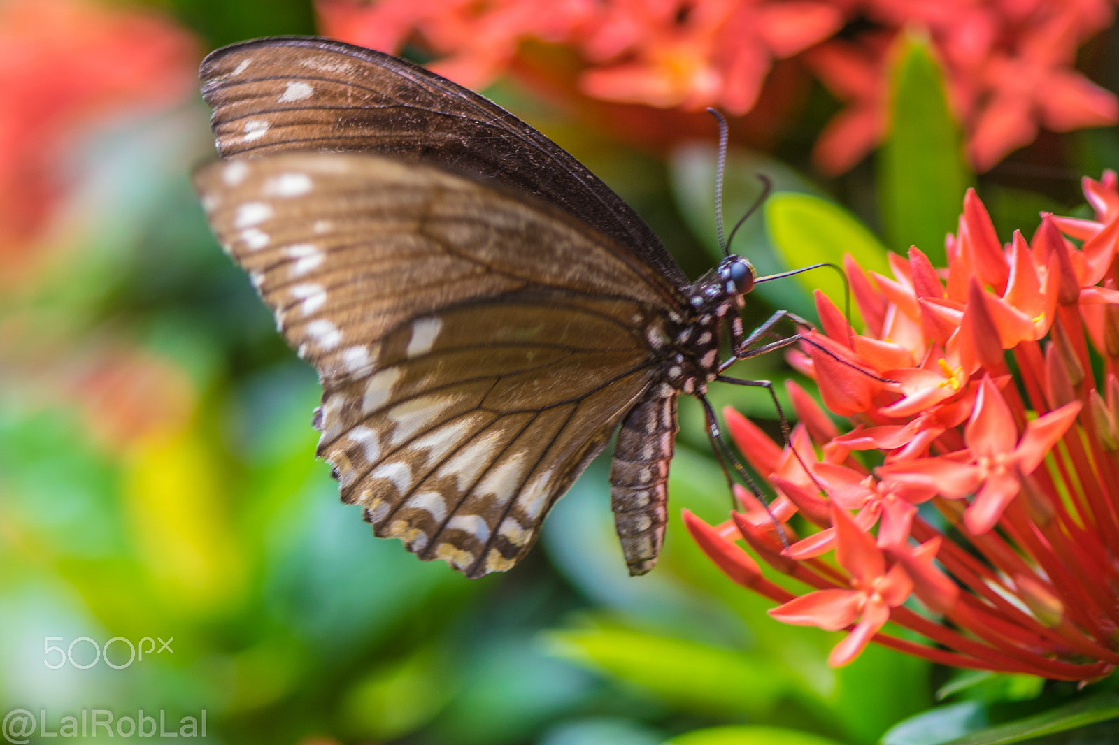 Nikon AF-S Micro-Nikkor 105mm F2.8G IF-ED VR sample photo. Butterfly photography