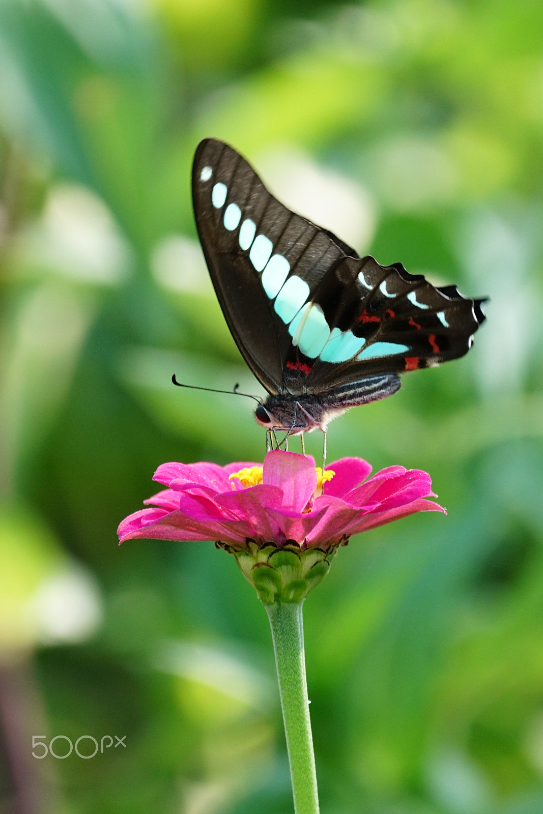 Sony 70-300mm F4.5-5.6 G SSM sample photo. Butterfly #6 photography
