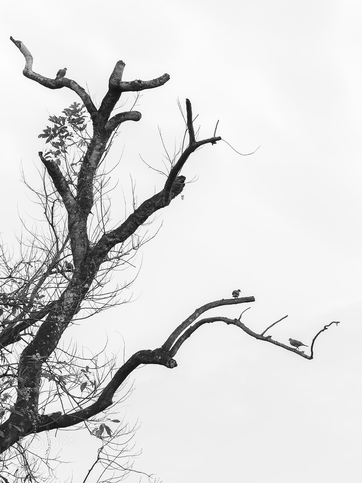 Nikon D600 sample photo. One tree four birds photography