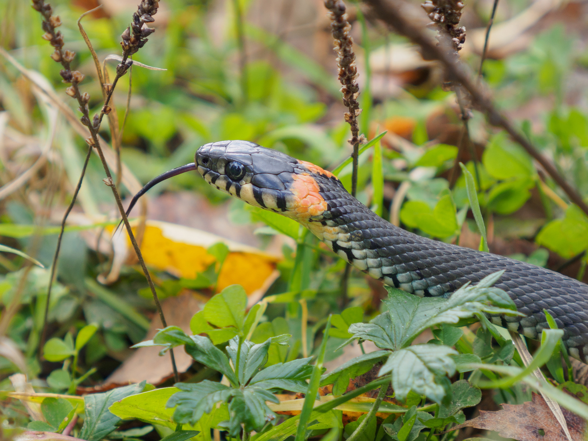 LUMIX G VARIO 14-42/F3.5-5.6 II sample photo. Grass-snake photography