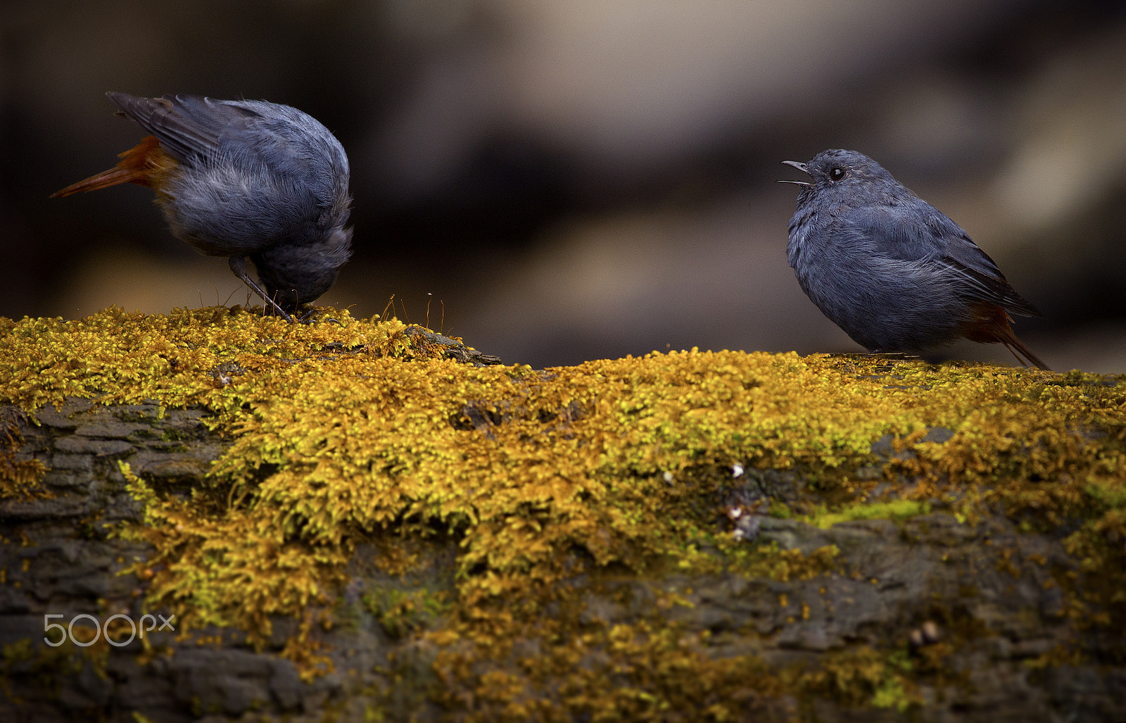 Canon EOS 60D + Canon EF 400mm F5.6L USM sample photo. You win photography