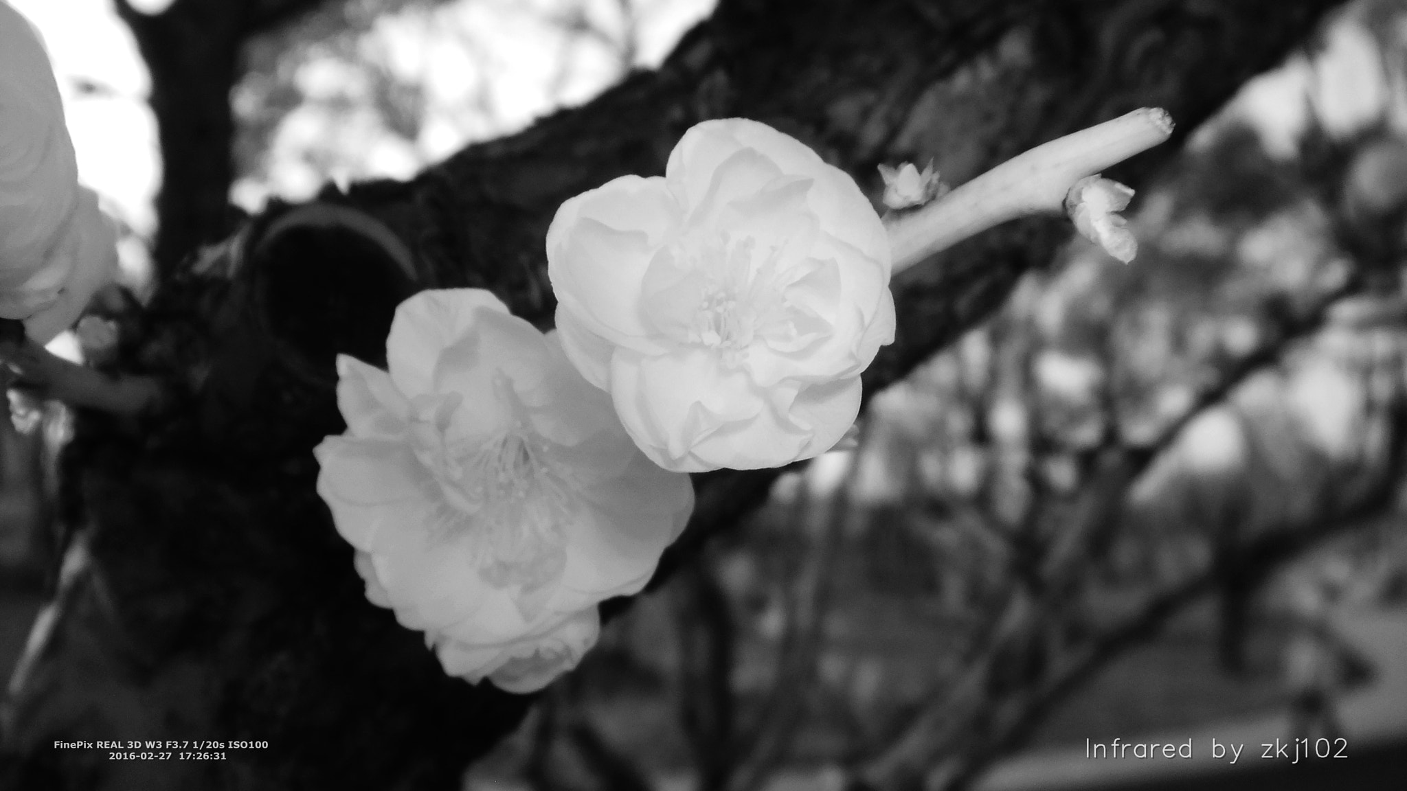 Fujifilm FinePix Real 3D W3 sample photo. Ir w3 photography