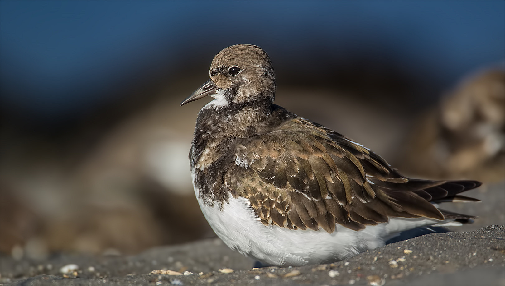 Canon EF 500mm F4L IS USM sample photo. Turnstone photography