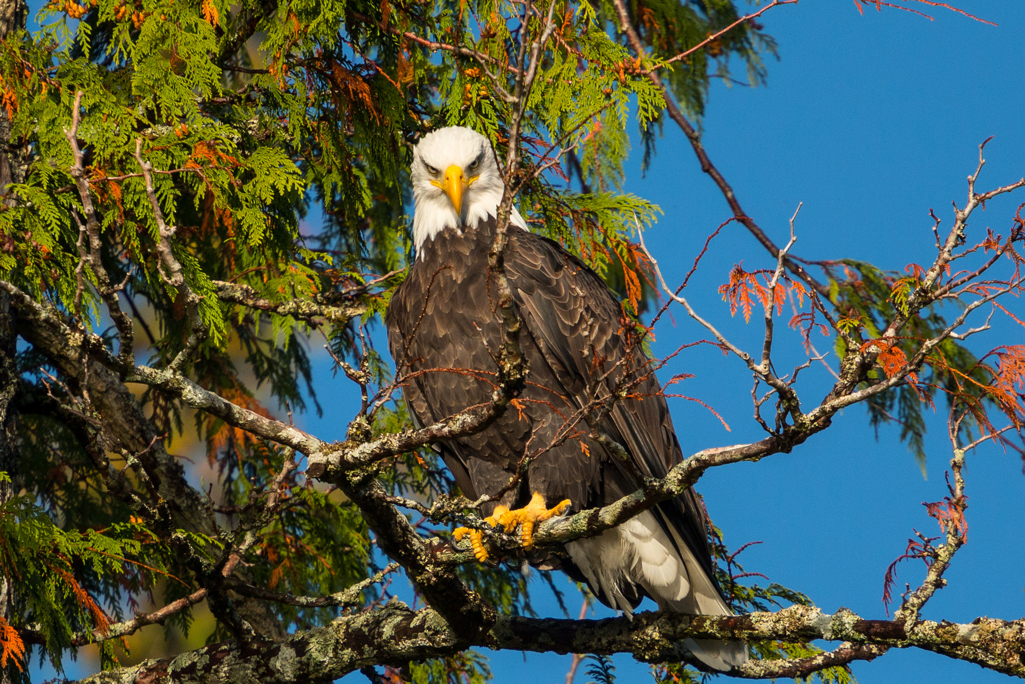 Canon EF 70-200mm F4L USM sample photo. Do you want democracy? because that's how you get democracy. photography